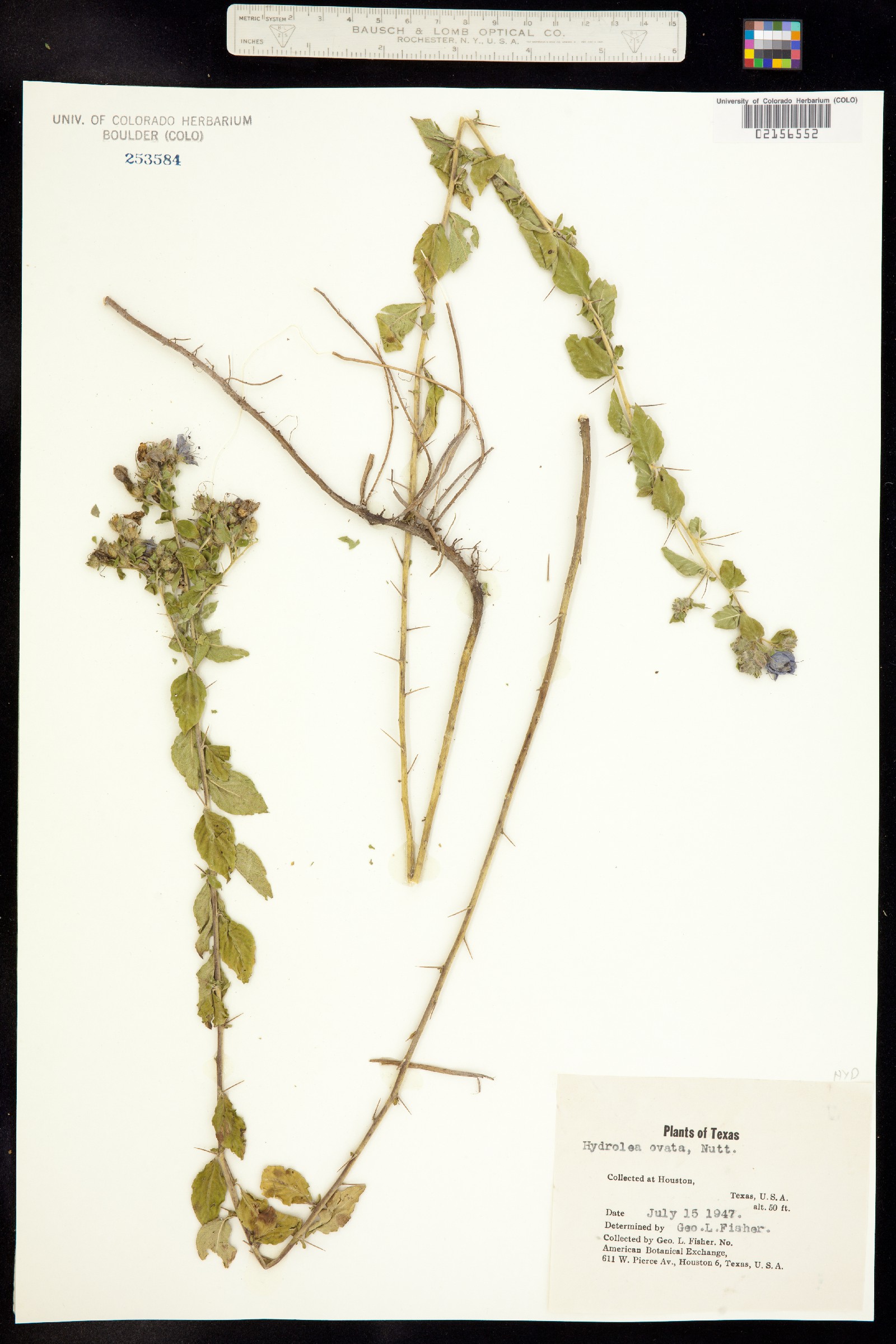 Hydrolea ovata image