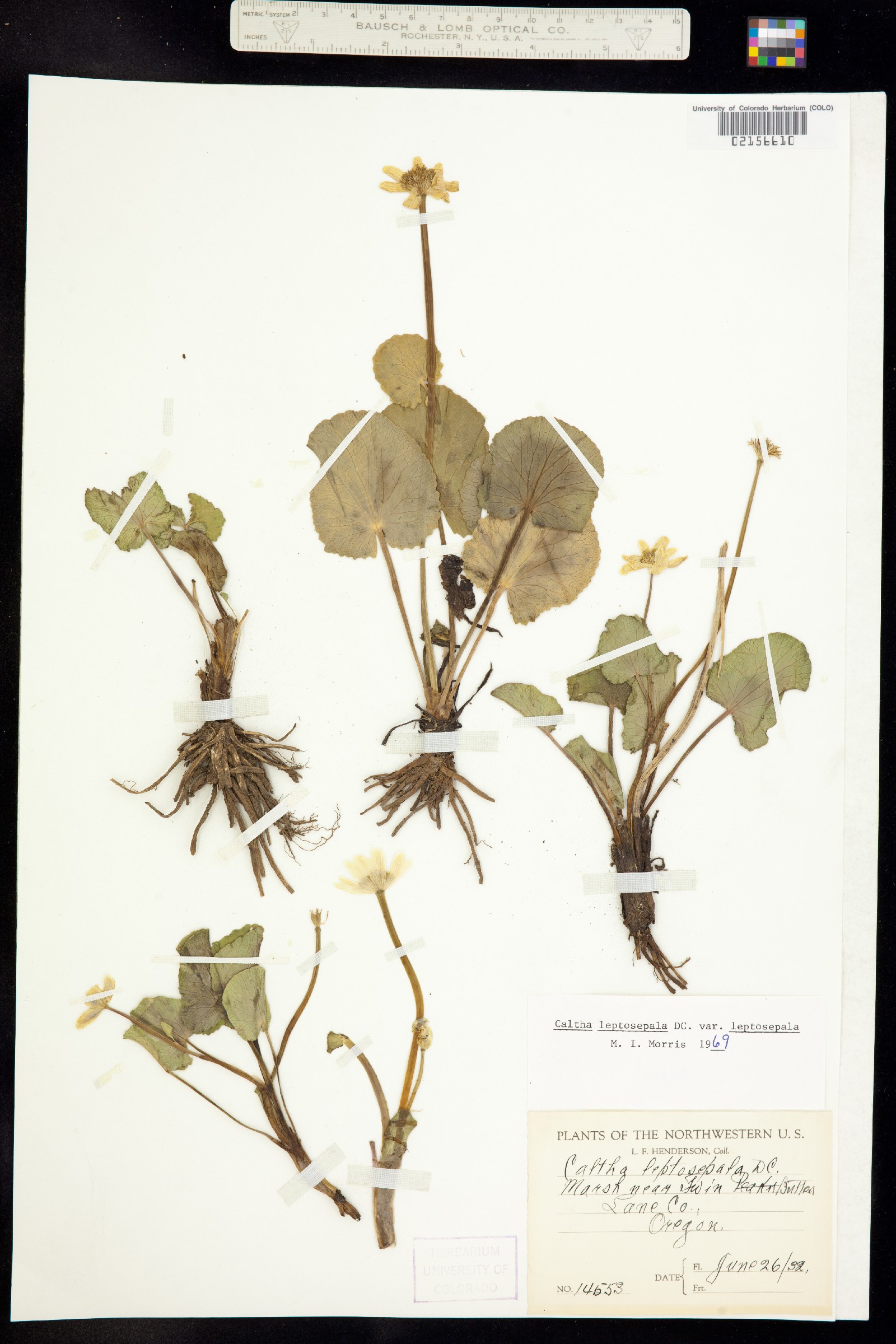 Caltha chionophila image