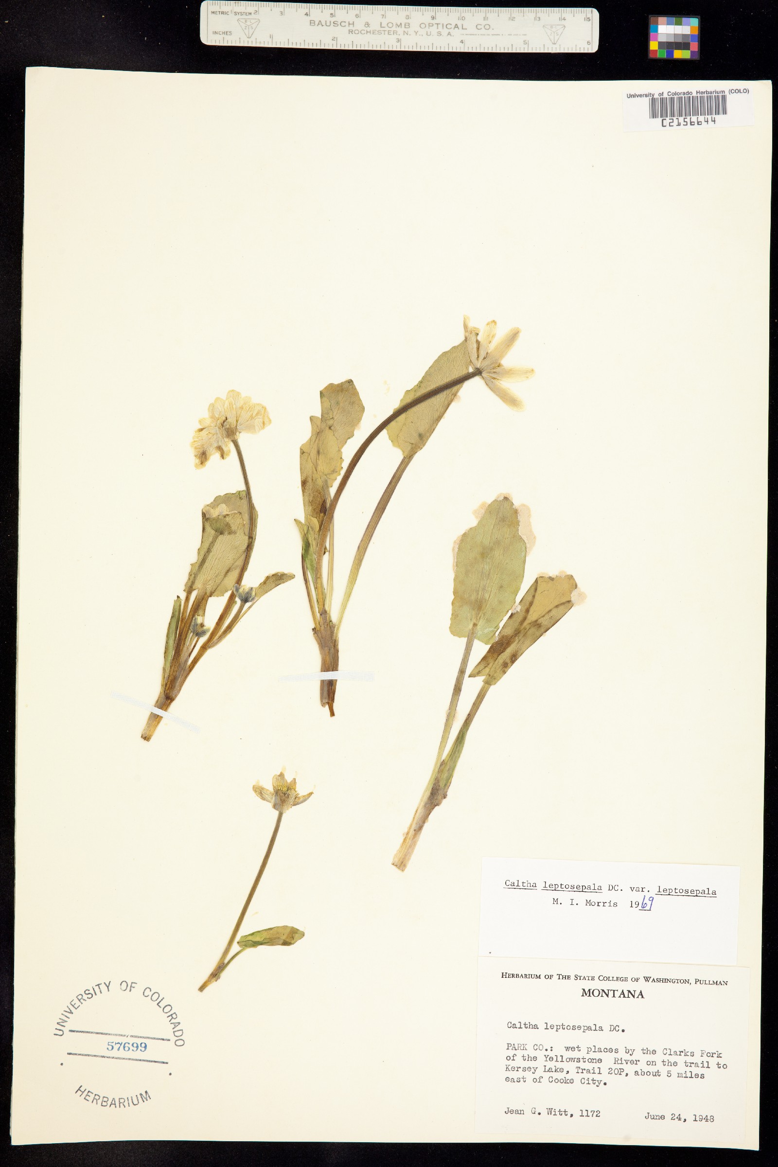 Caltha chionophila image