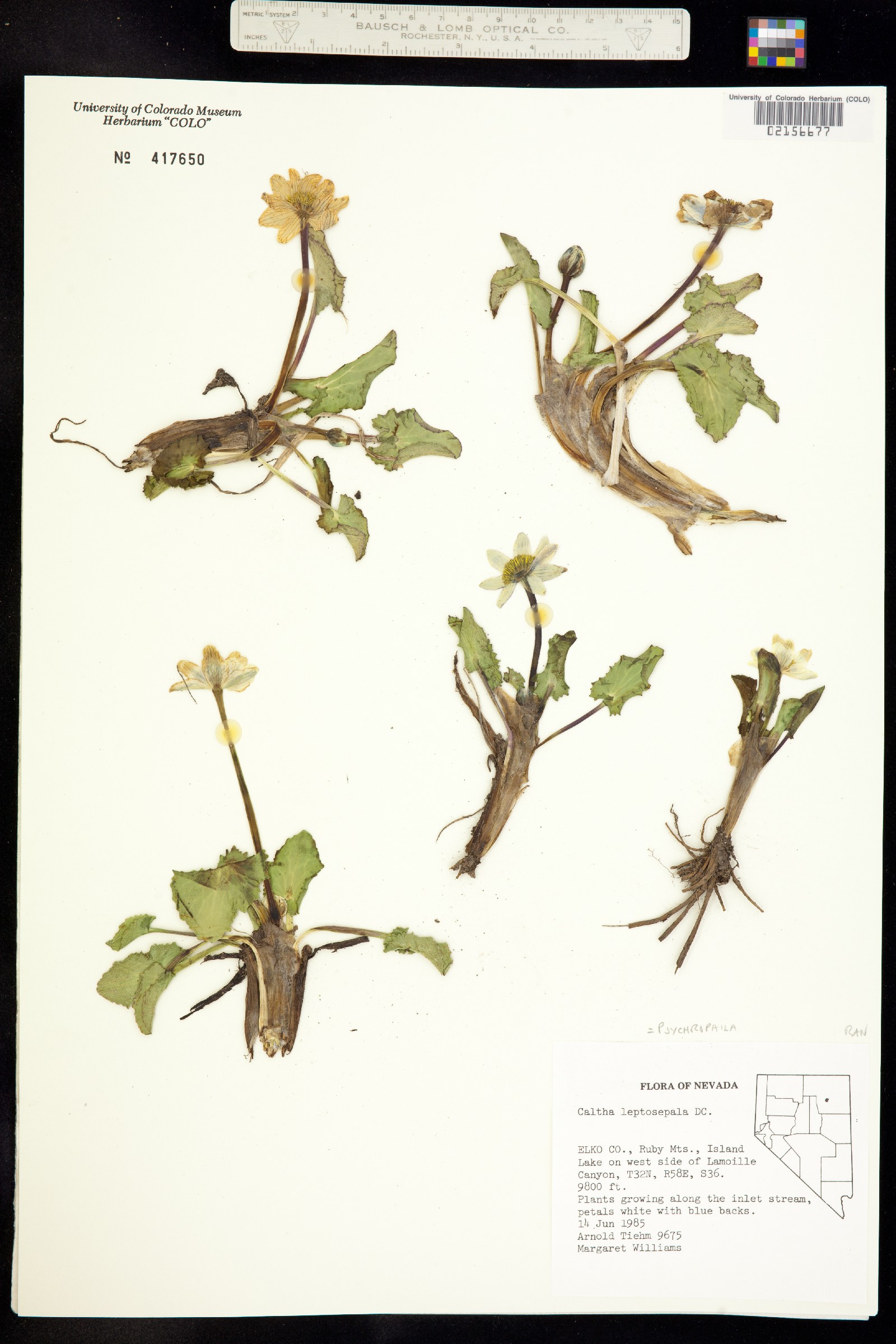 Caltha chionophila image