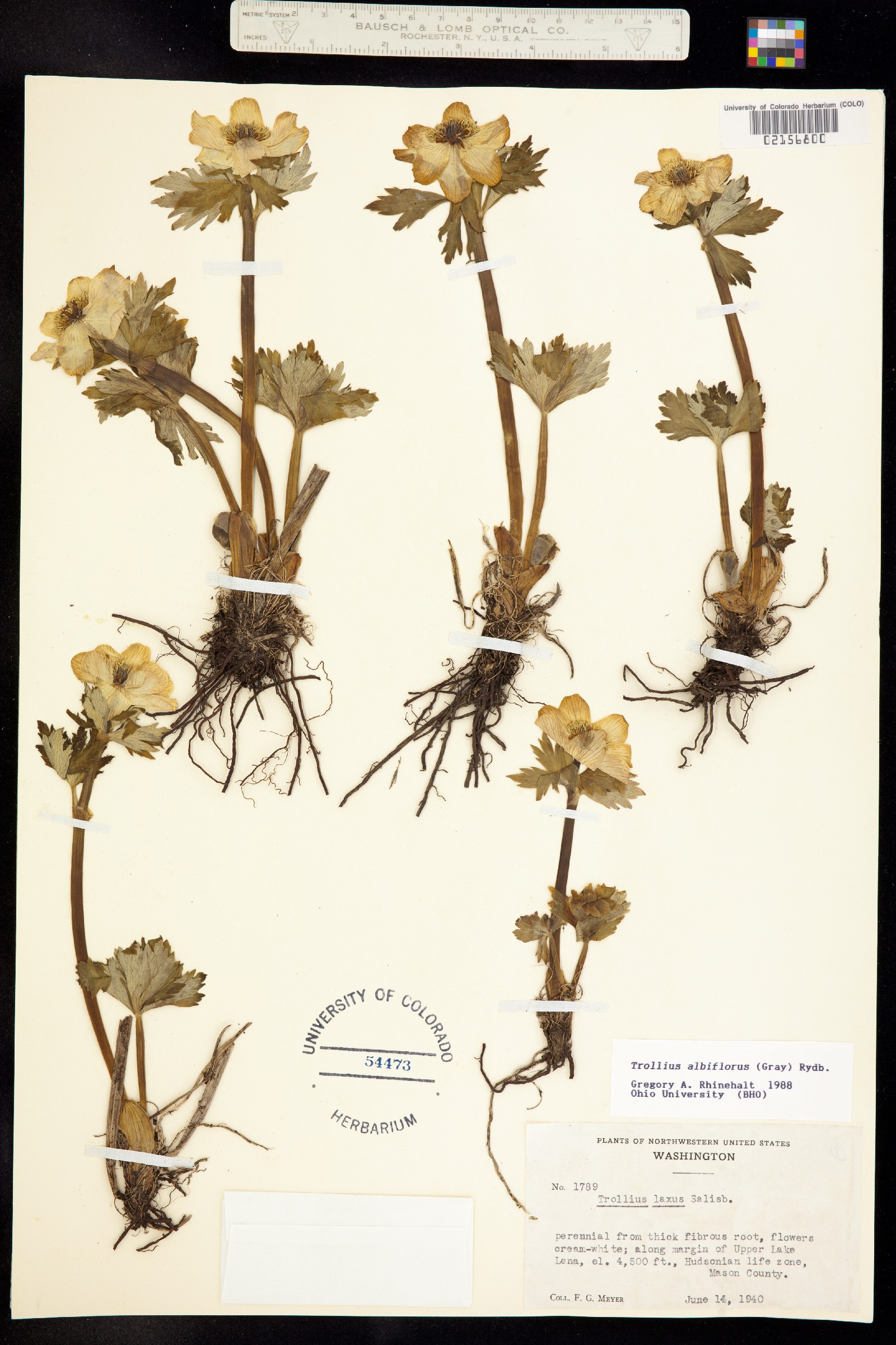 Trollius albiflorus image