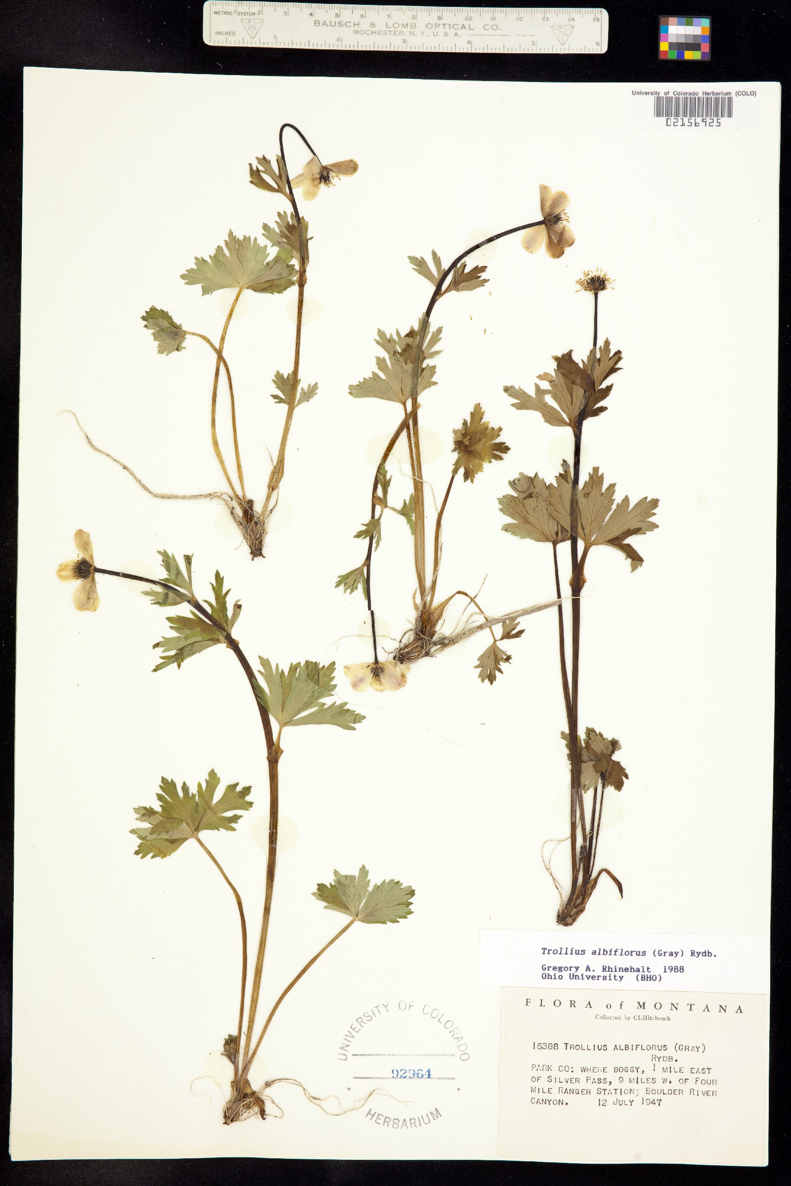 Trollius albiflorus image