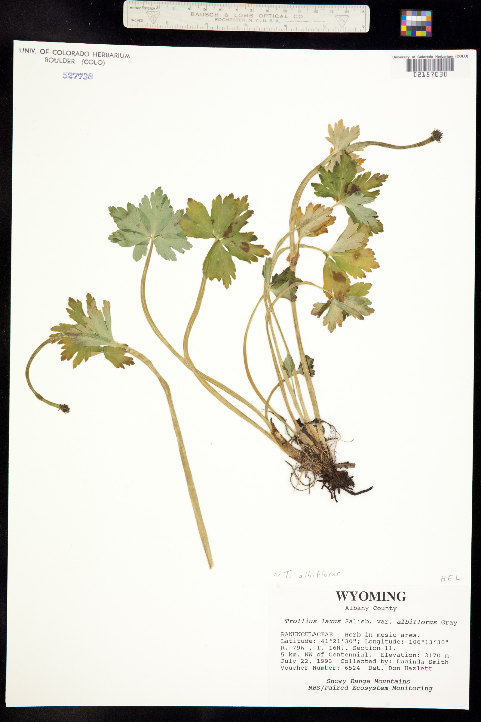 Trollius albiflorus image