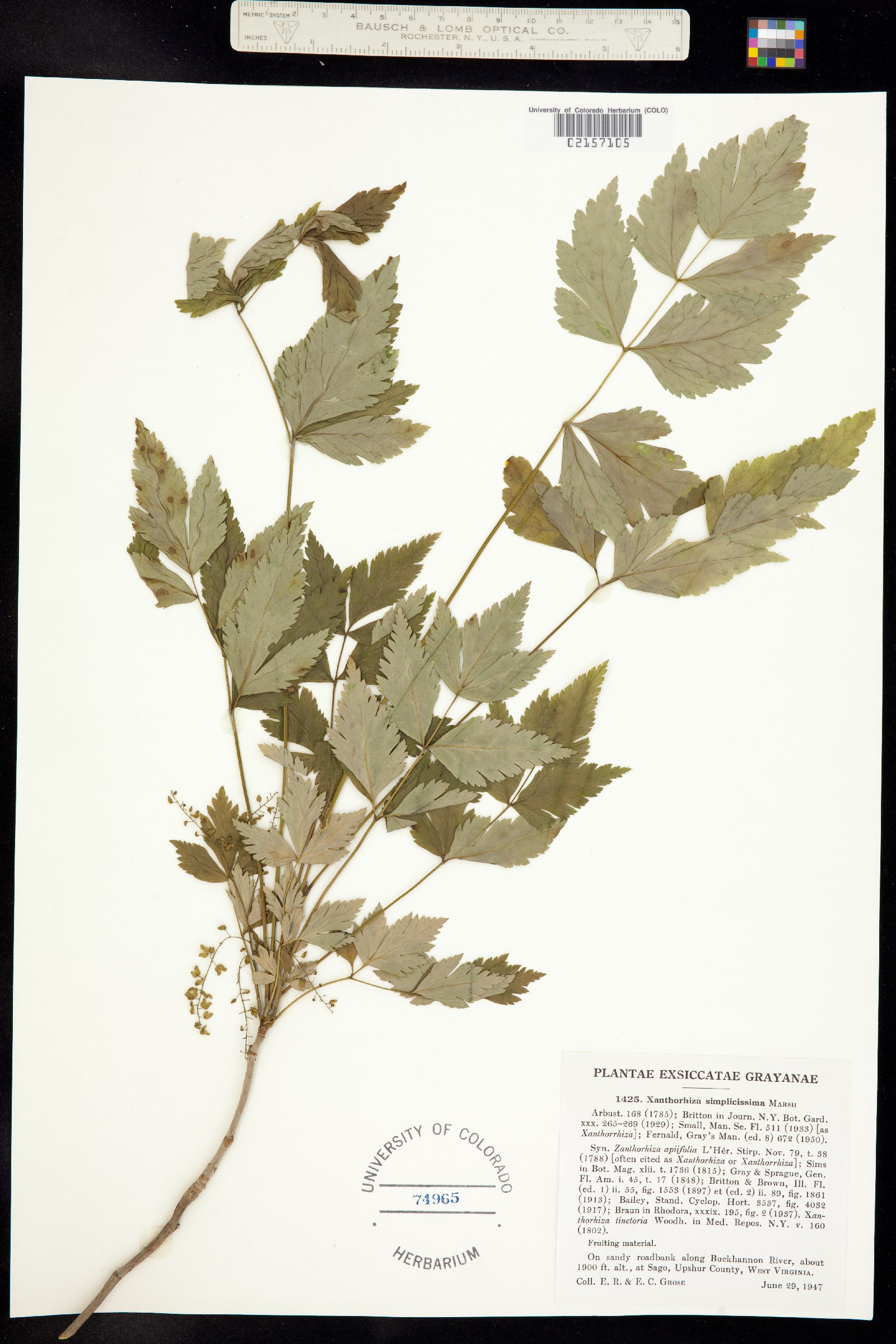 Xanthorhiza image
