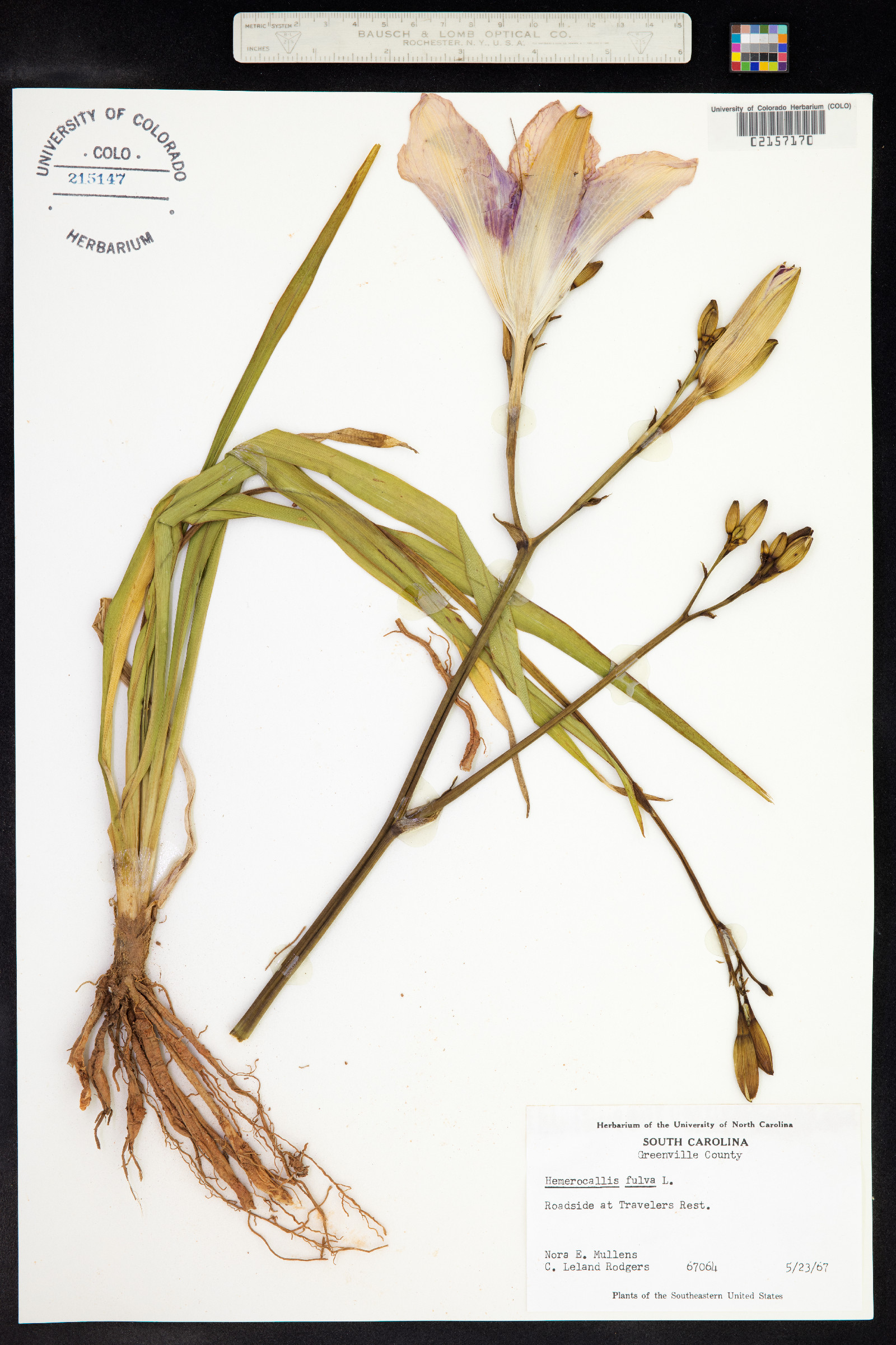 Hemerocallis fulva image