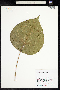 Hernandia obovata image