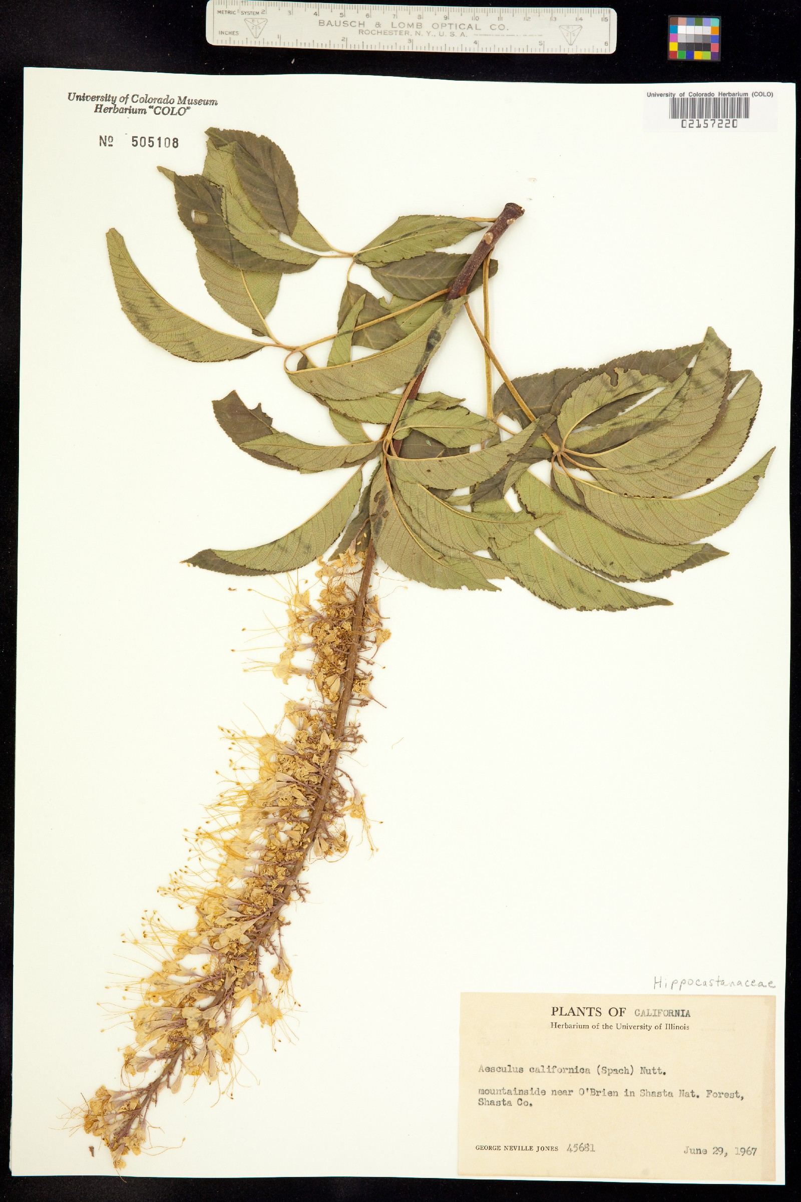 Aesculus californica image