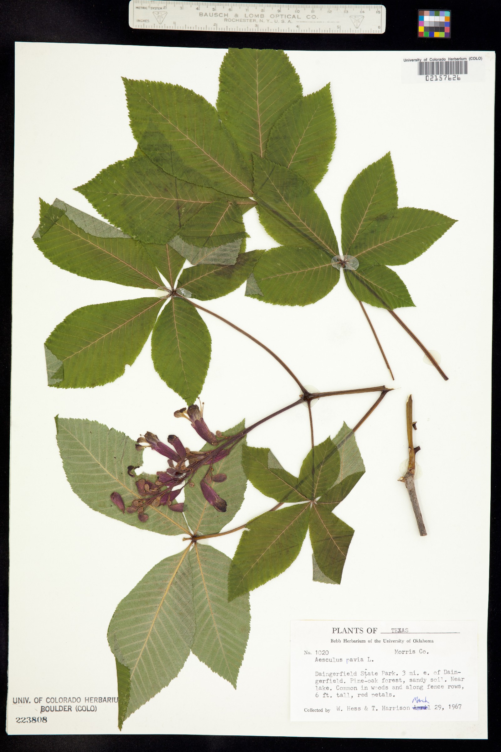 Aesculus pavia image