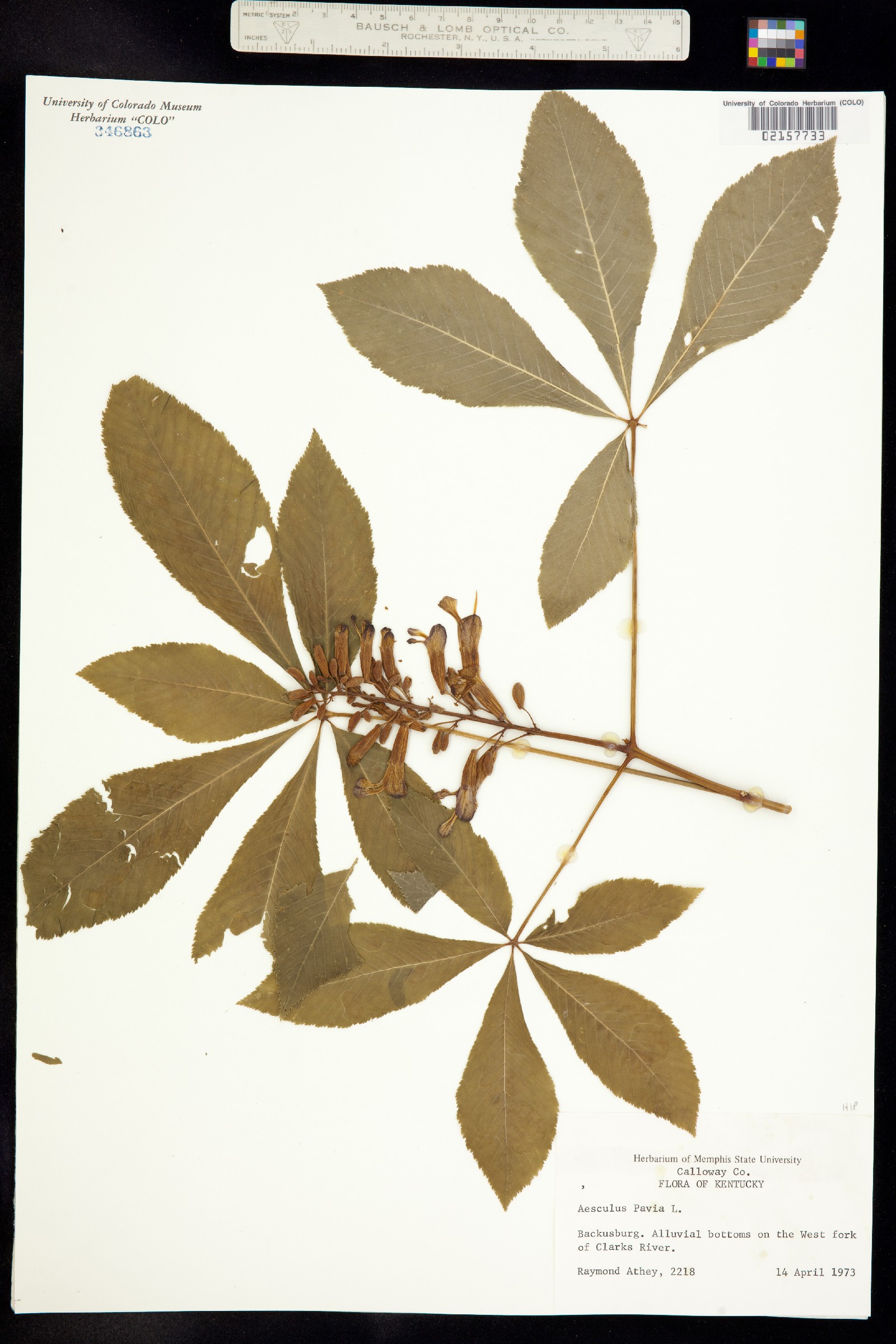 Aesculus image