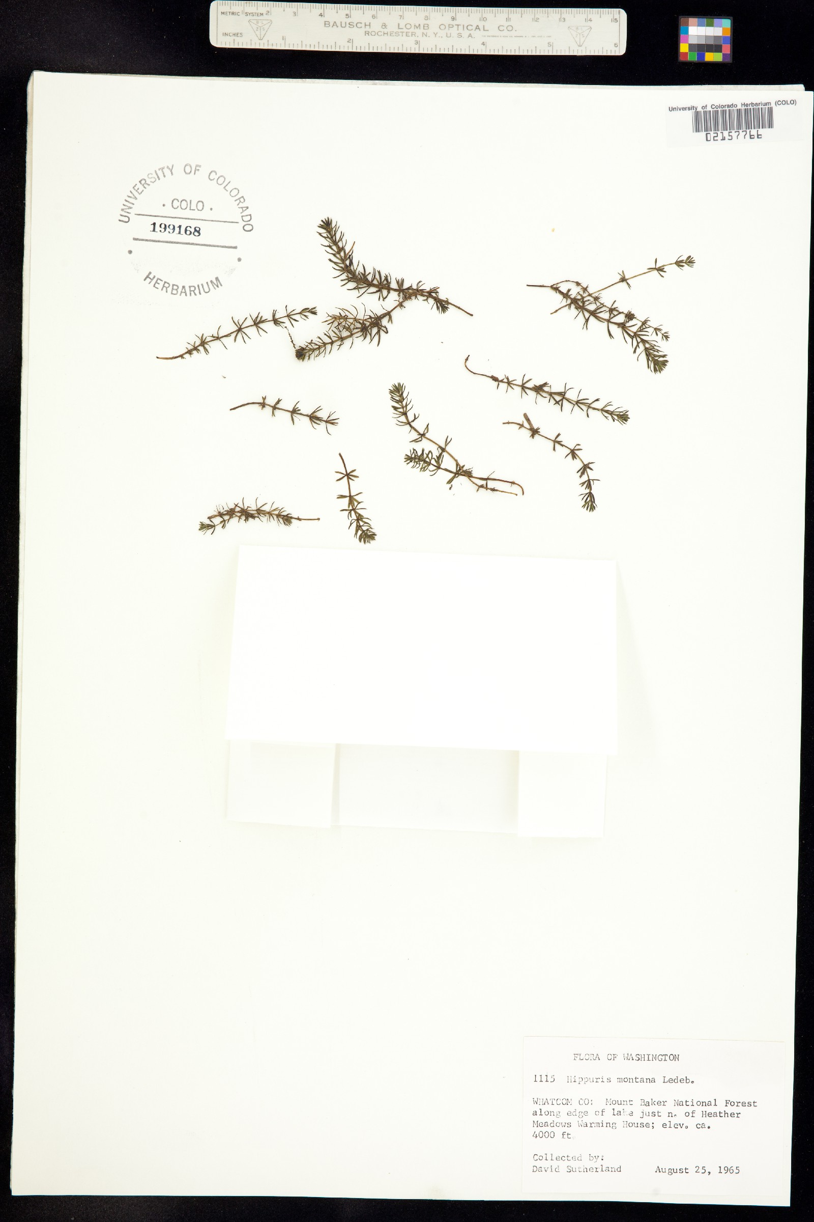 Hippuris montana image