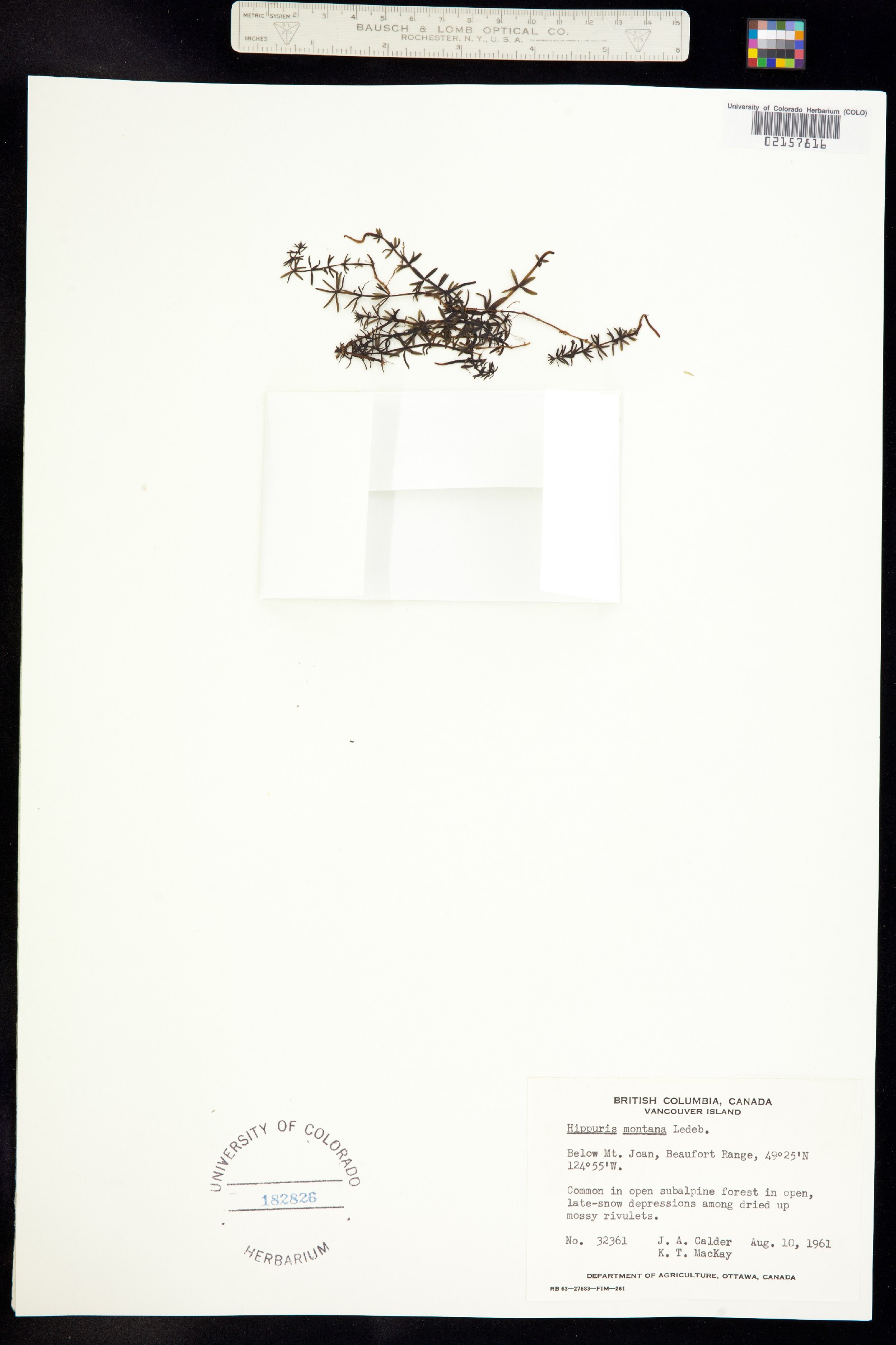 Hippuris montana image