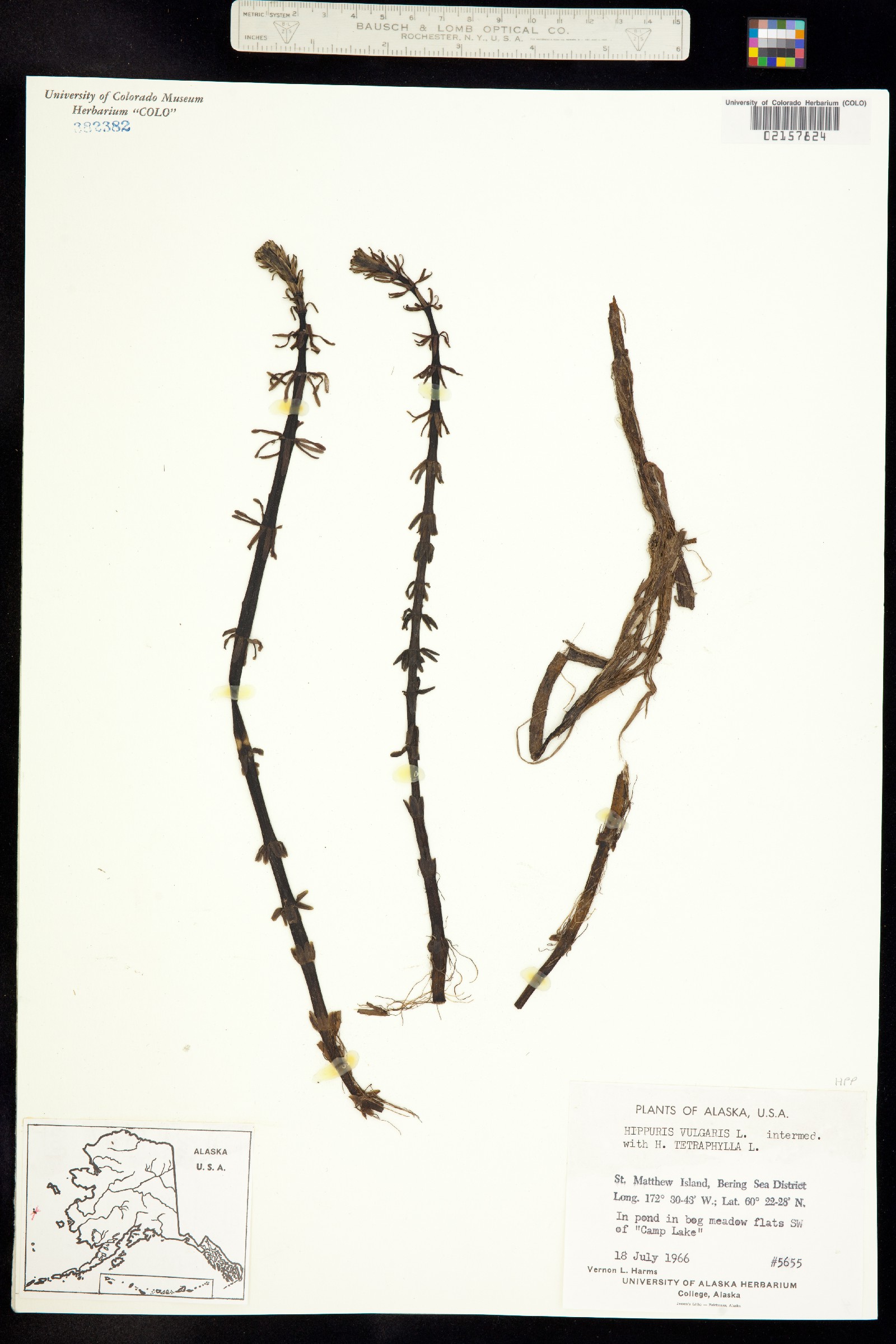 Hippuris image