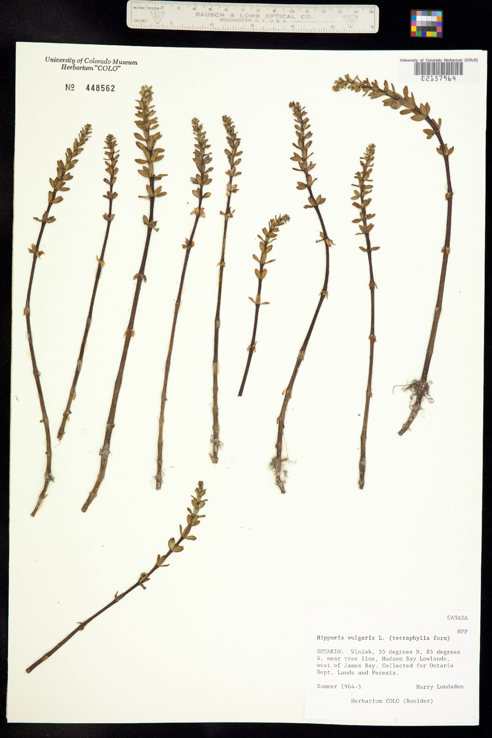 Hippuris vulgaris image