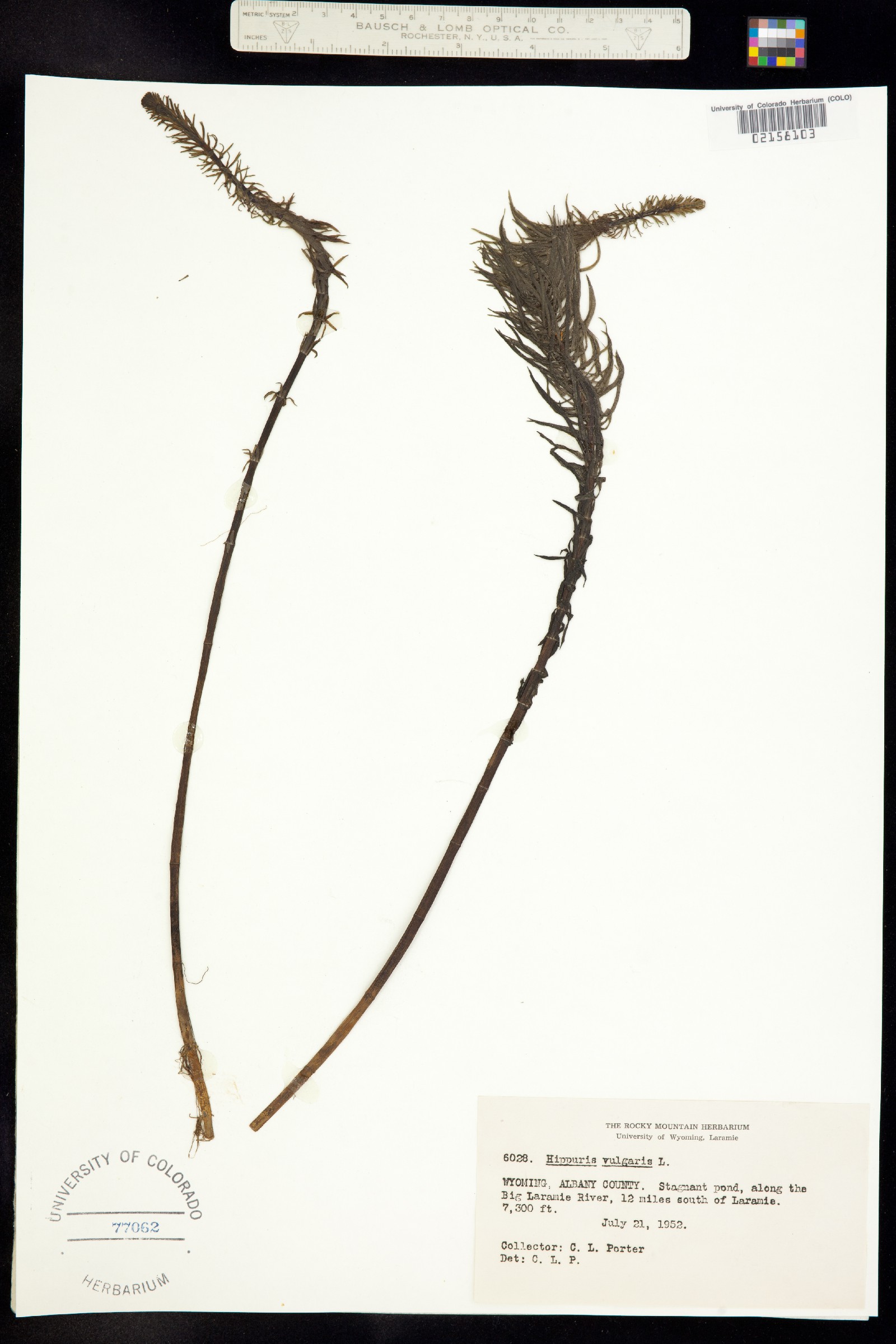 Hippuris vulgaris image