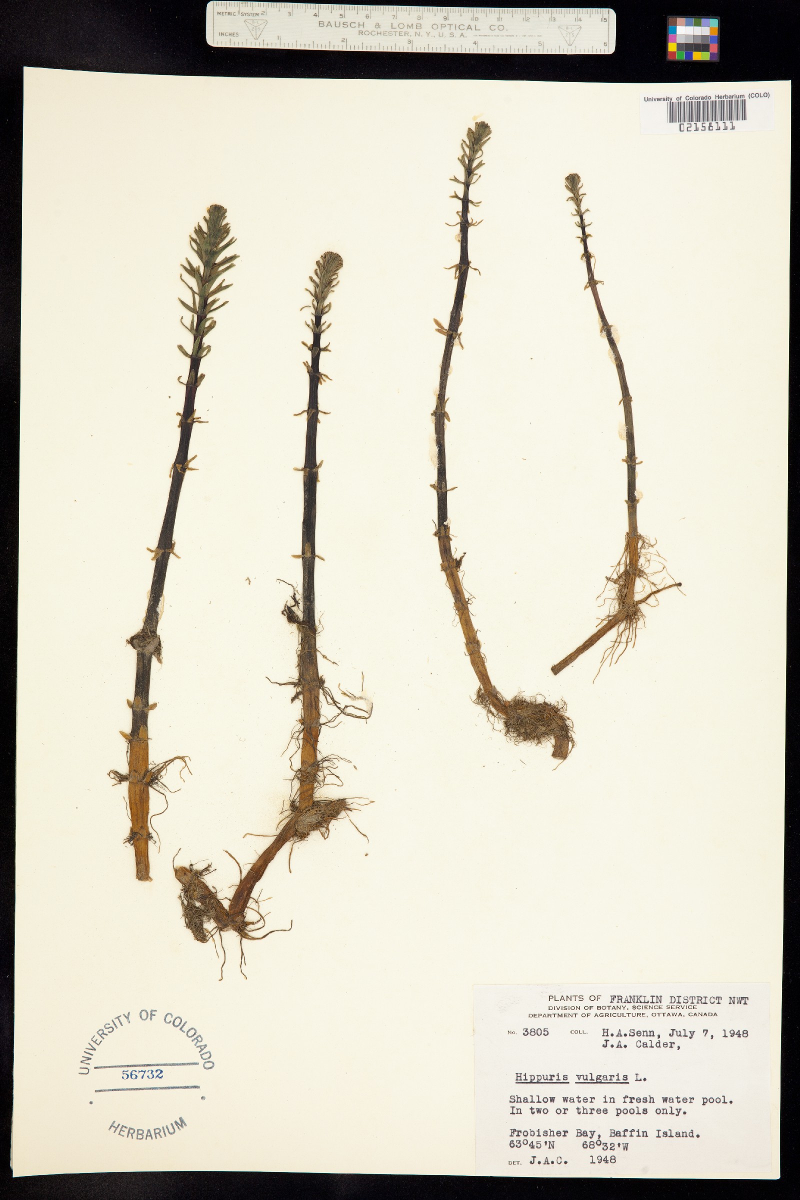 Hippuris vulgaris image