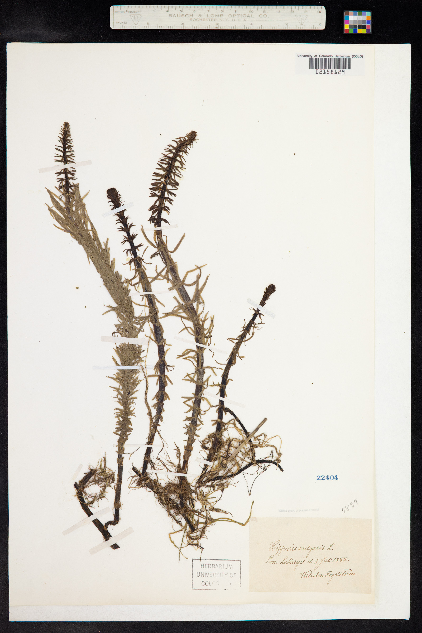 Hippuris vulgaris image