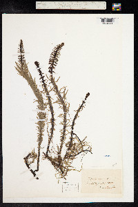 Hippuris vulgaris image