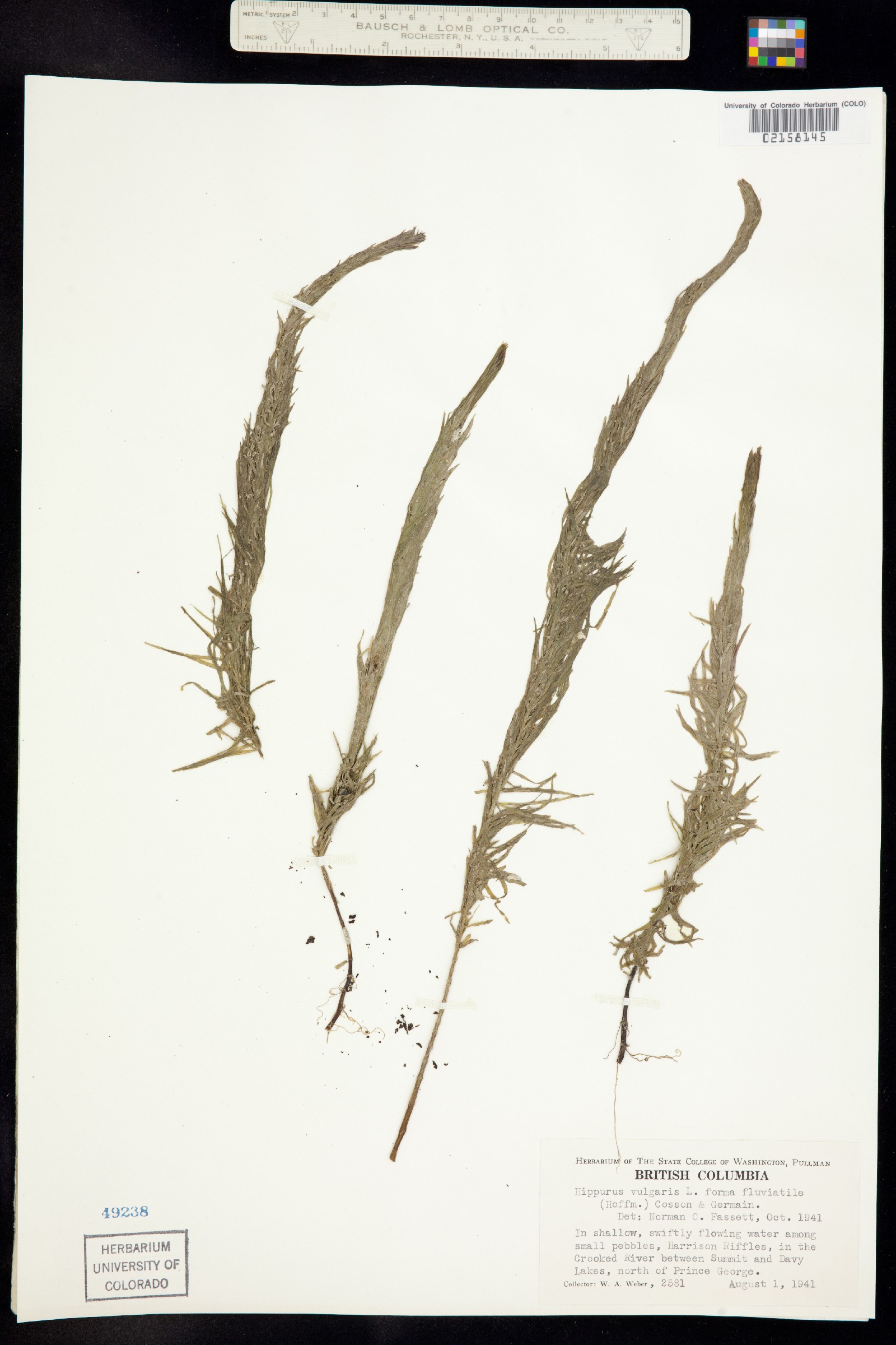 Hippuris vulgaris image