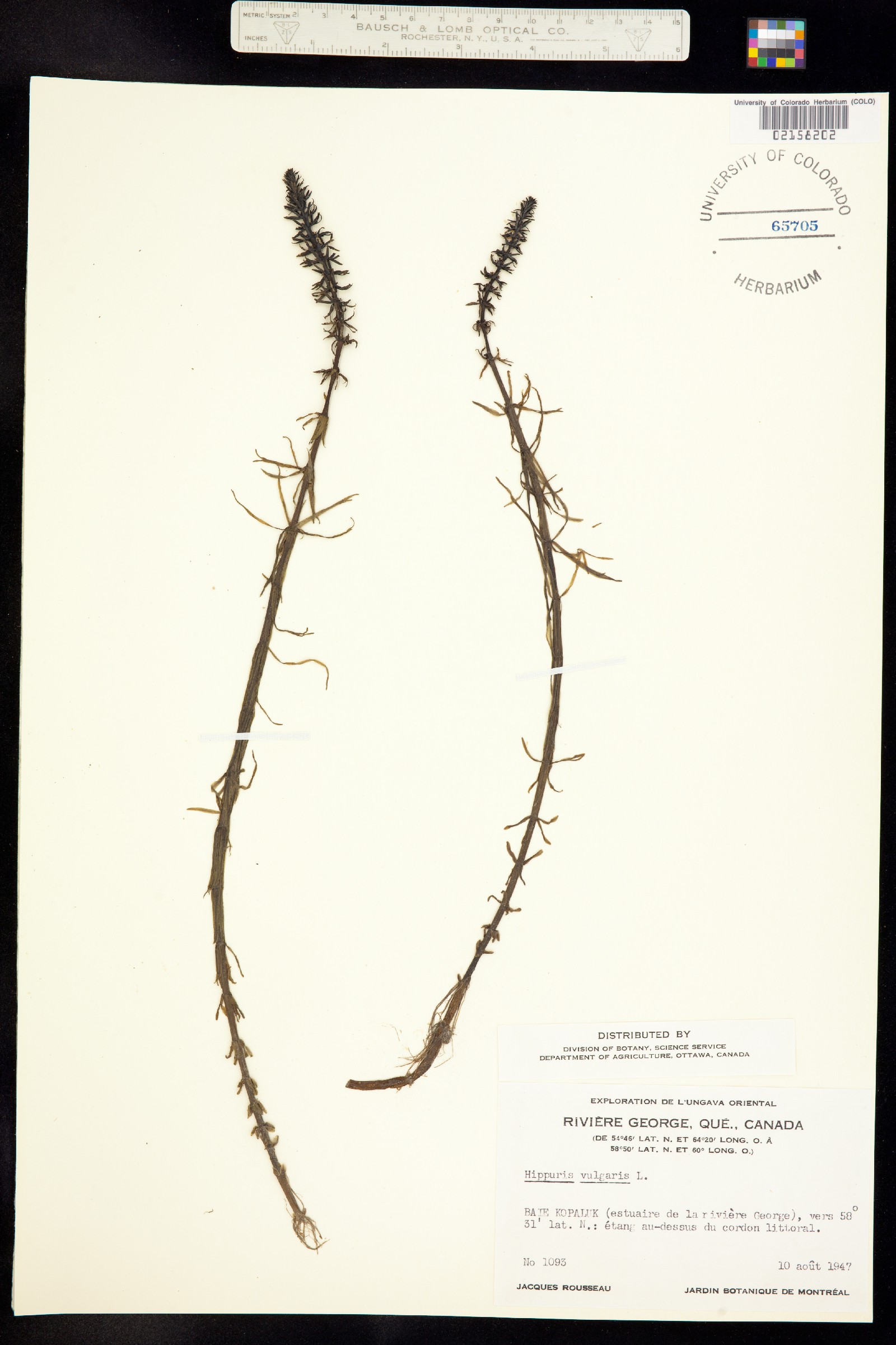 Hippuris vulgaris image