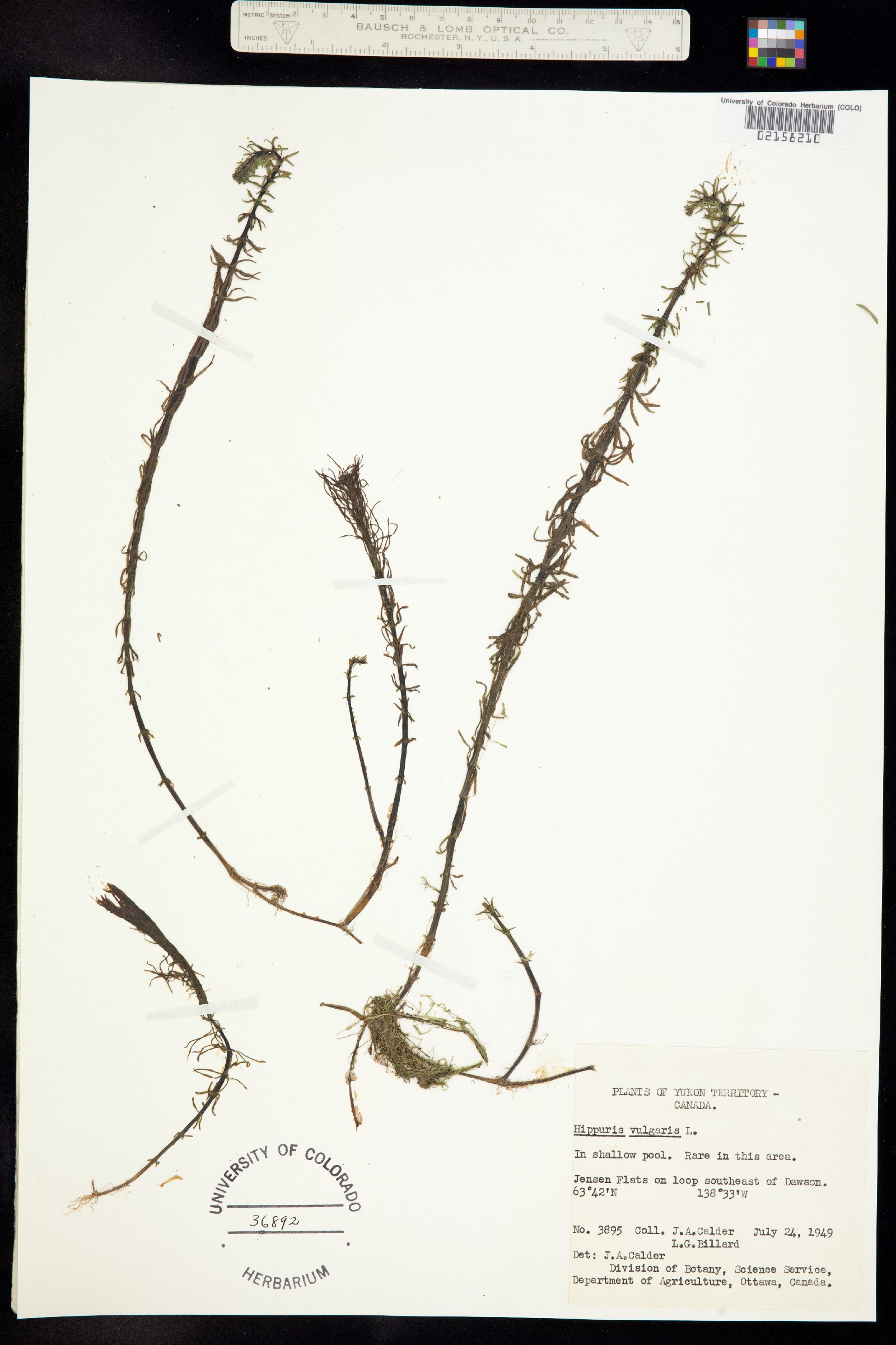 Hippuris vulgaris image