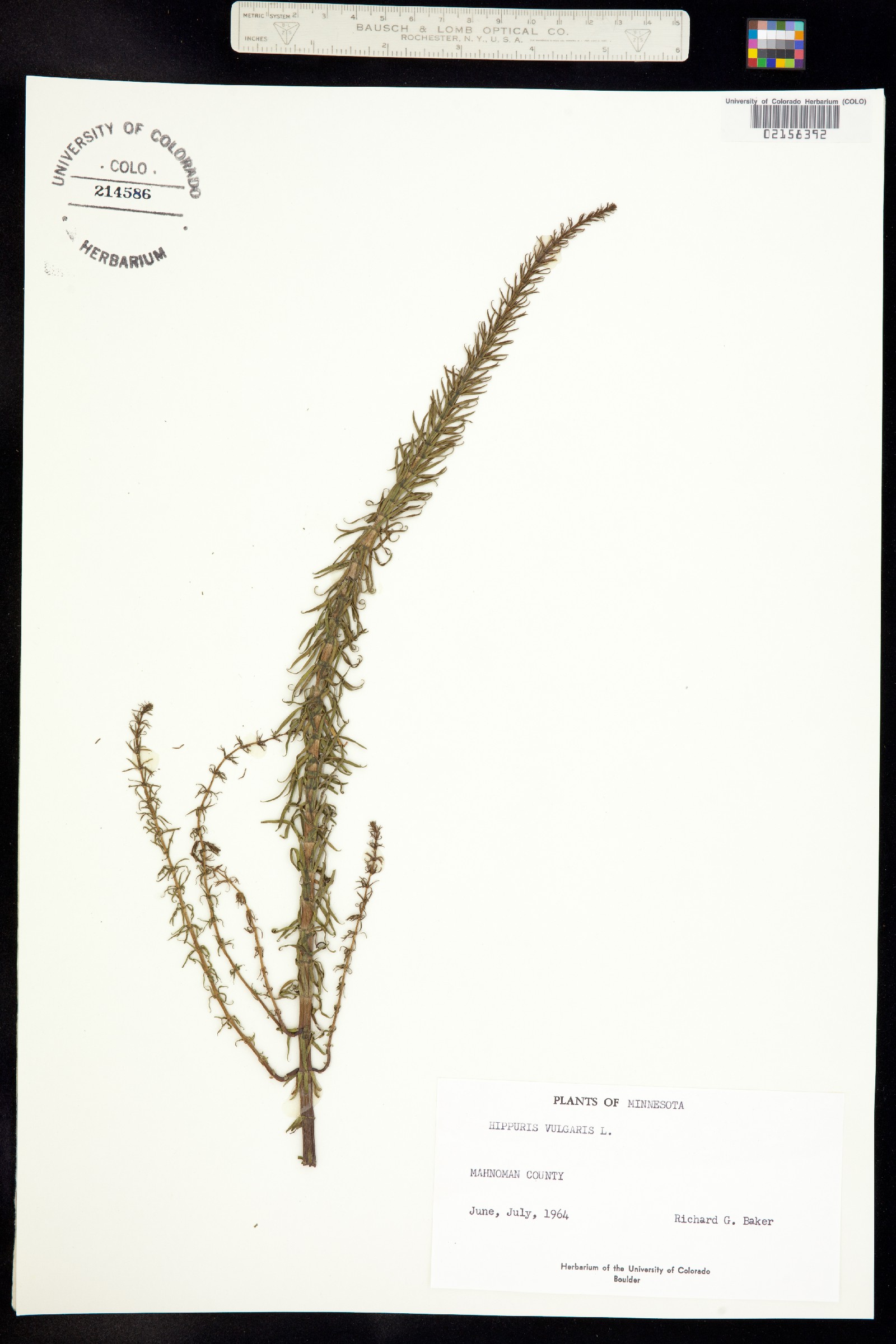 Hippuris vulgaris image