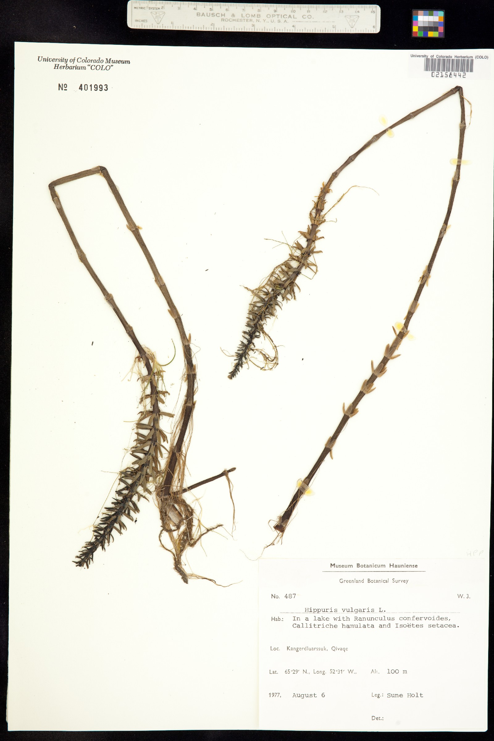 Hippuris vulgaris image