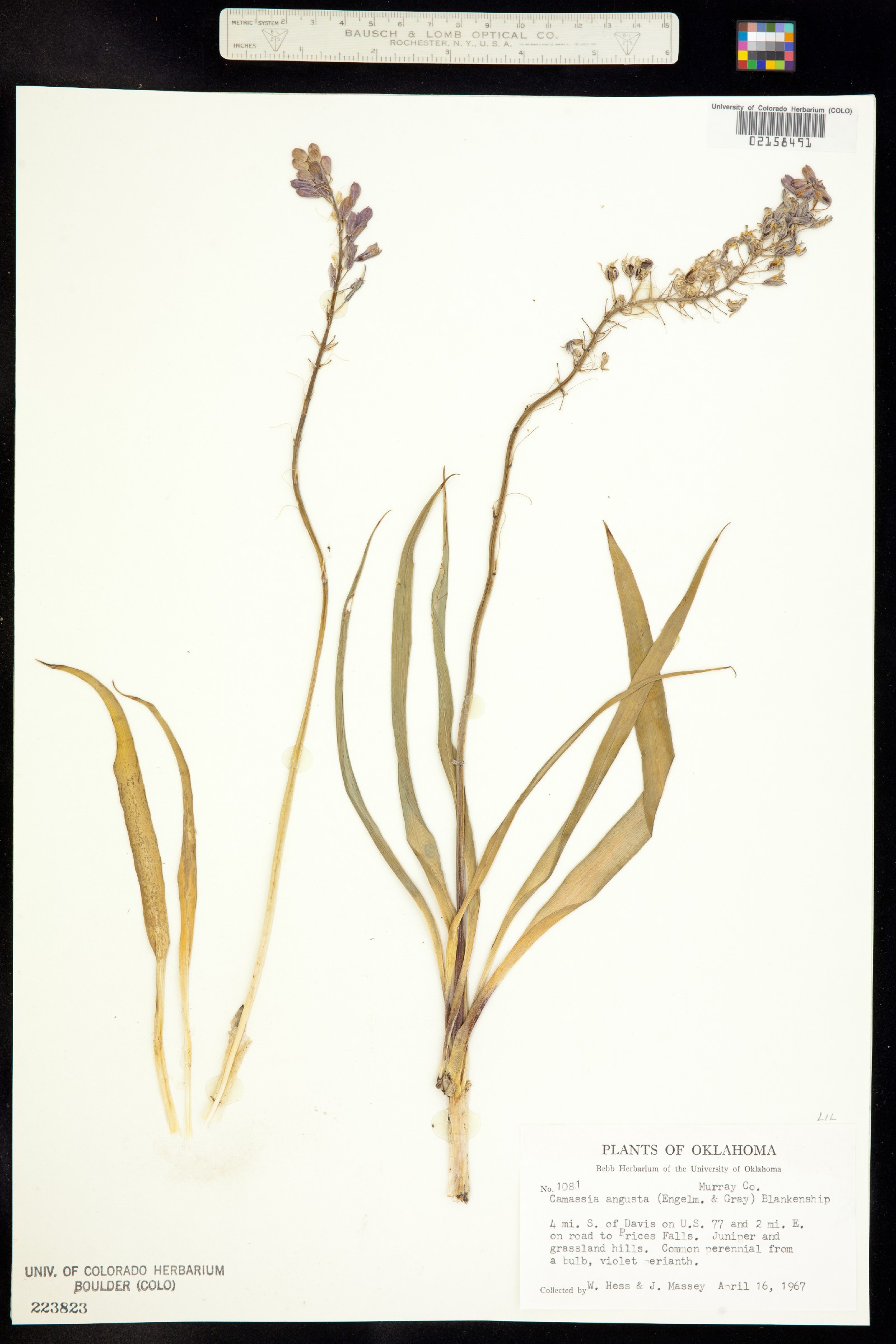 Camassia angusta image