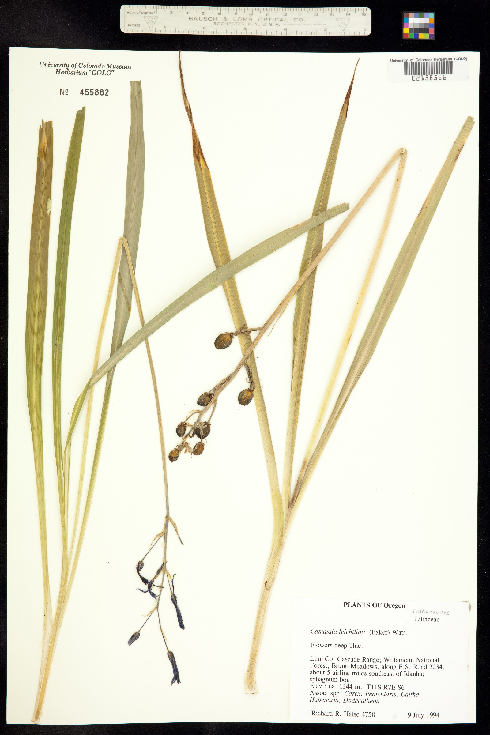 Camassia leichtlinii image