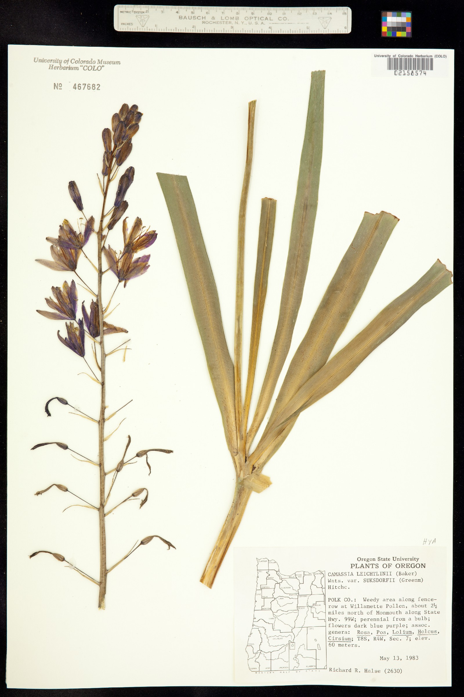 Camassia leichtlinii image