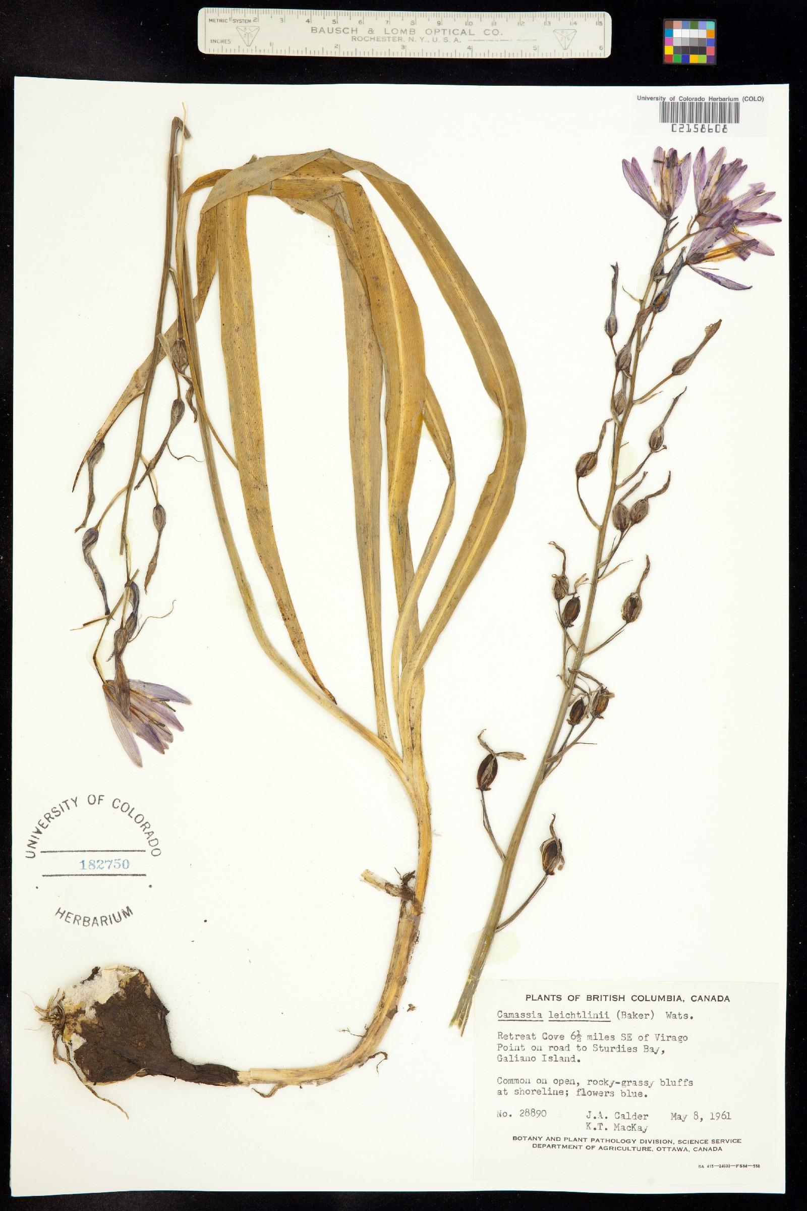 Camassia leichtlinii image