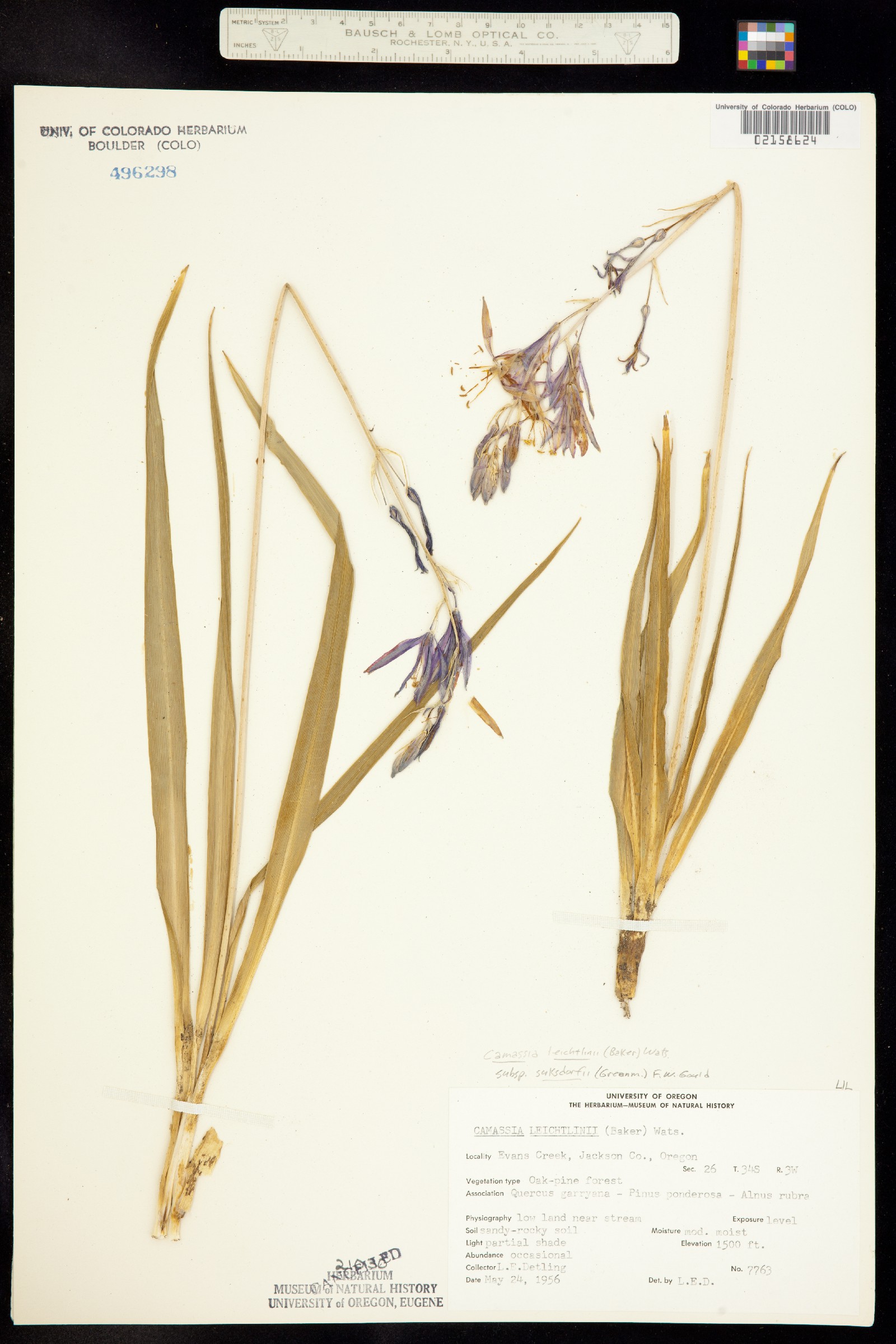 Camassia leichtlinii image
