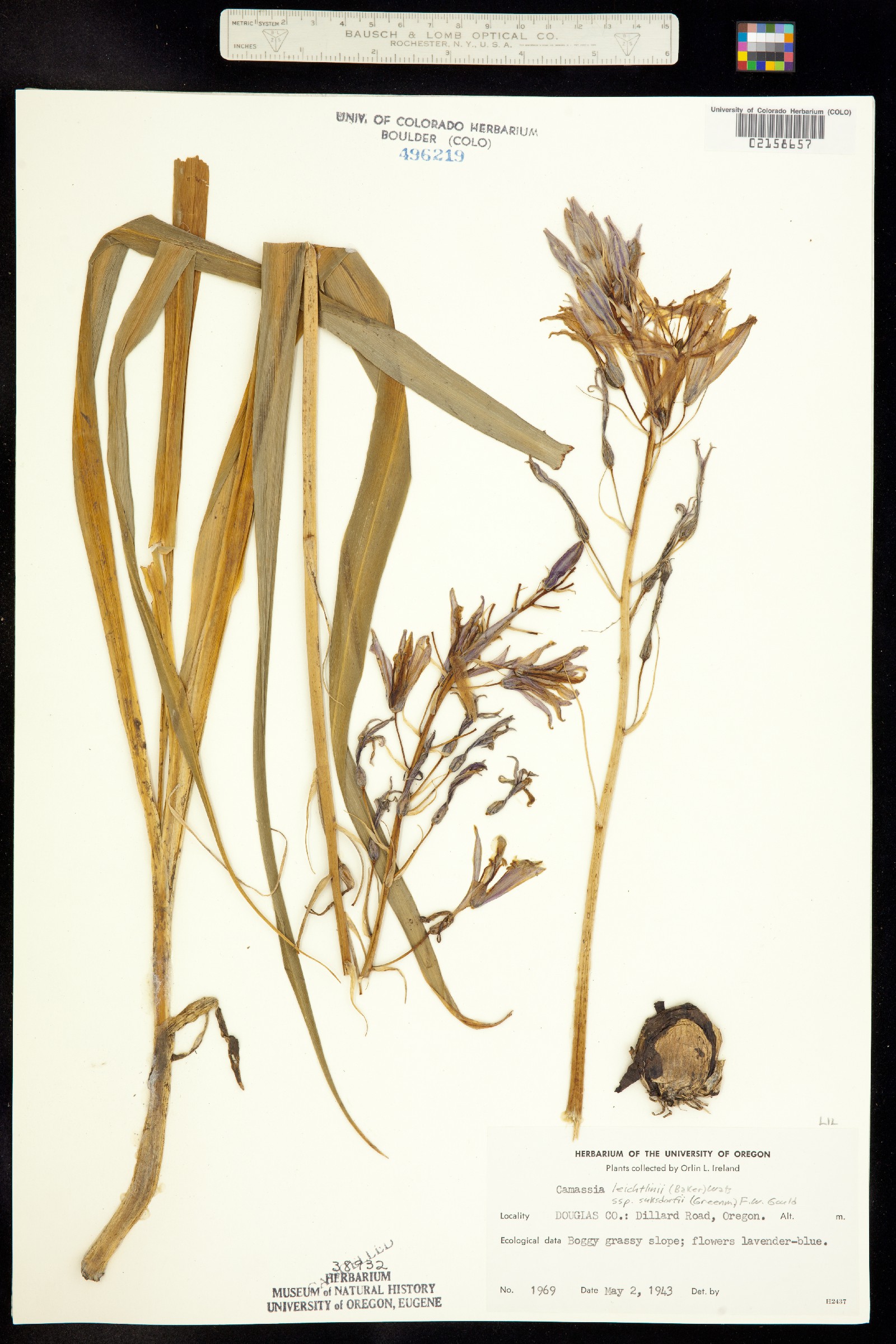 Camassia leichtlinii image