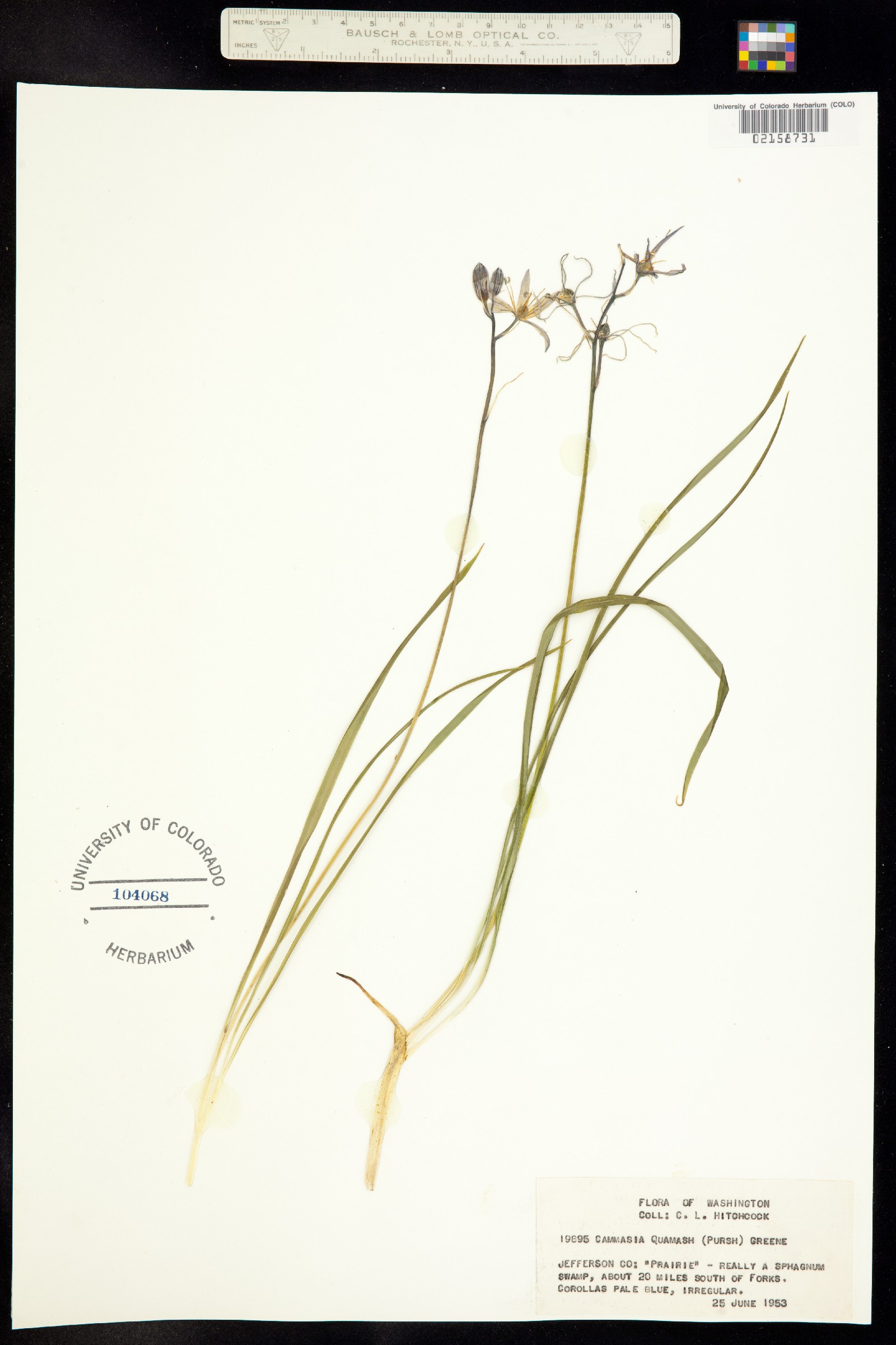 Asparagaceae image