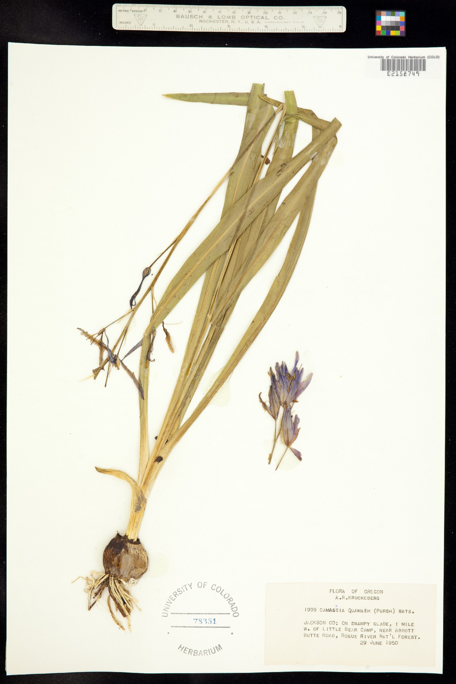 Camassia quamash image