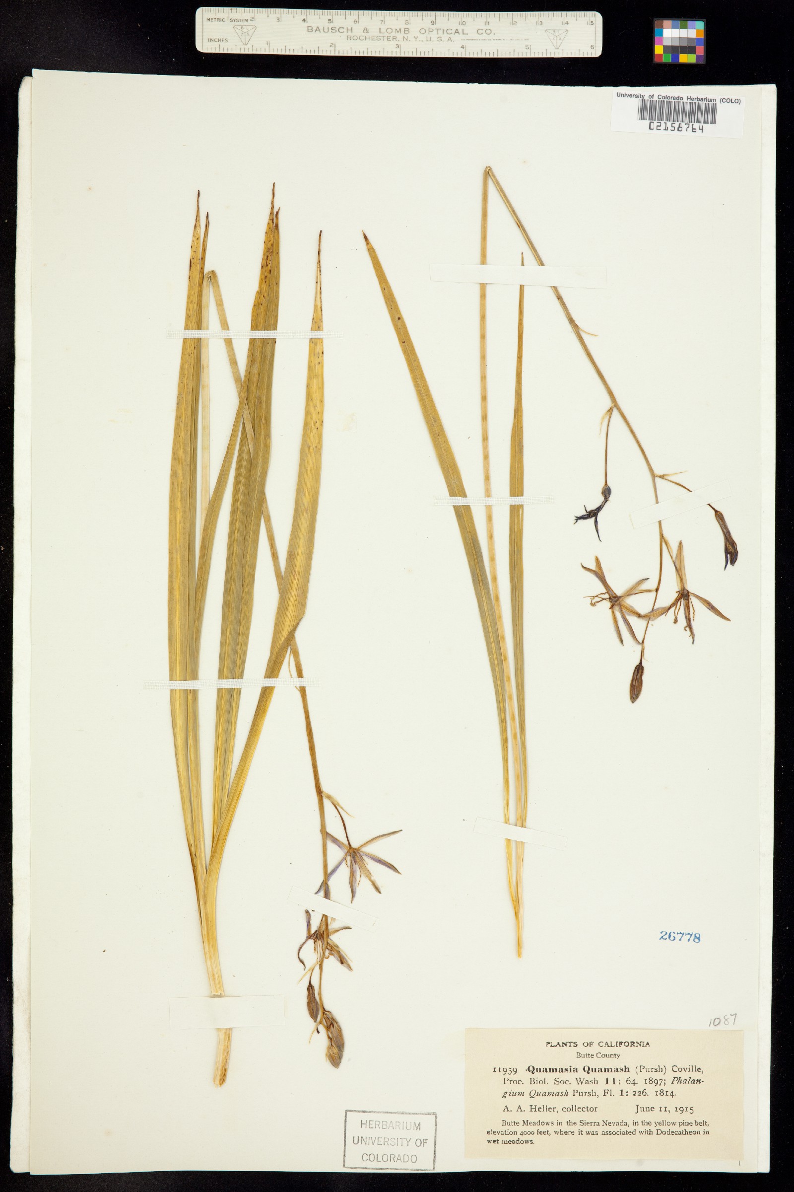 Camassia quamash image