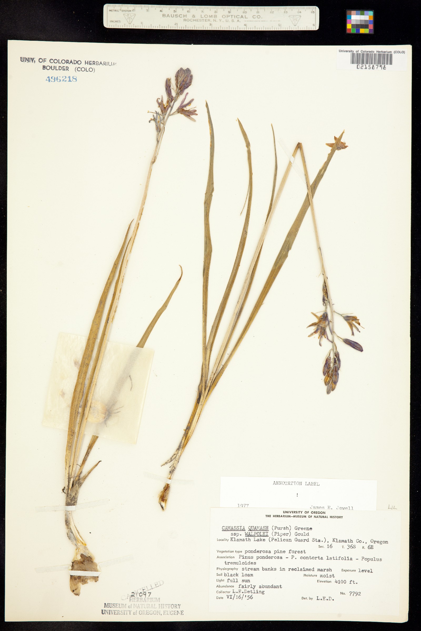 Camassia quamash image