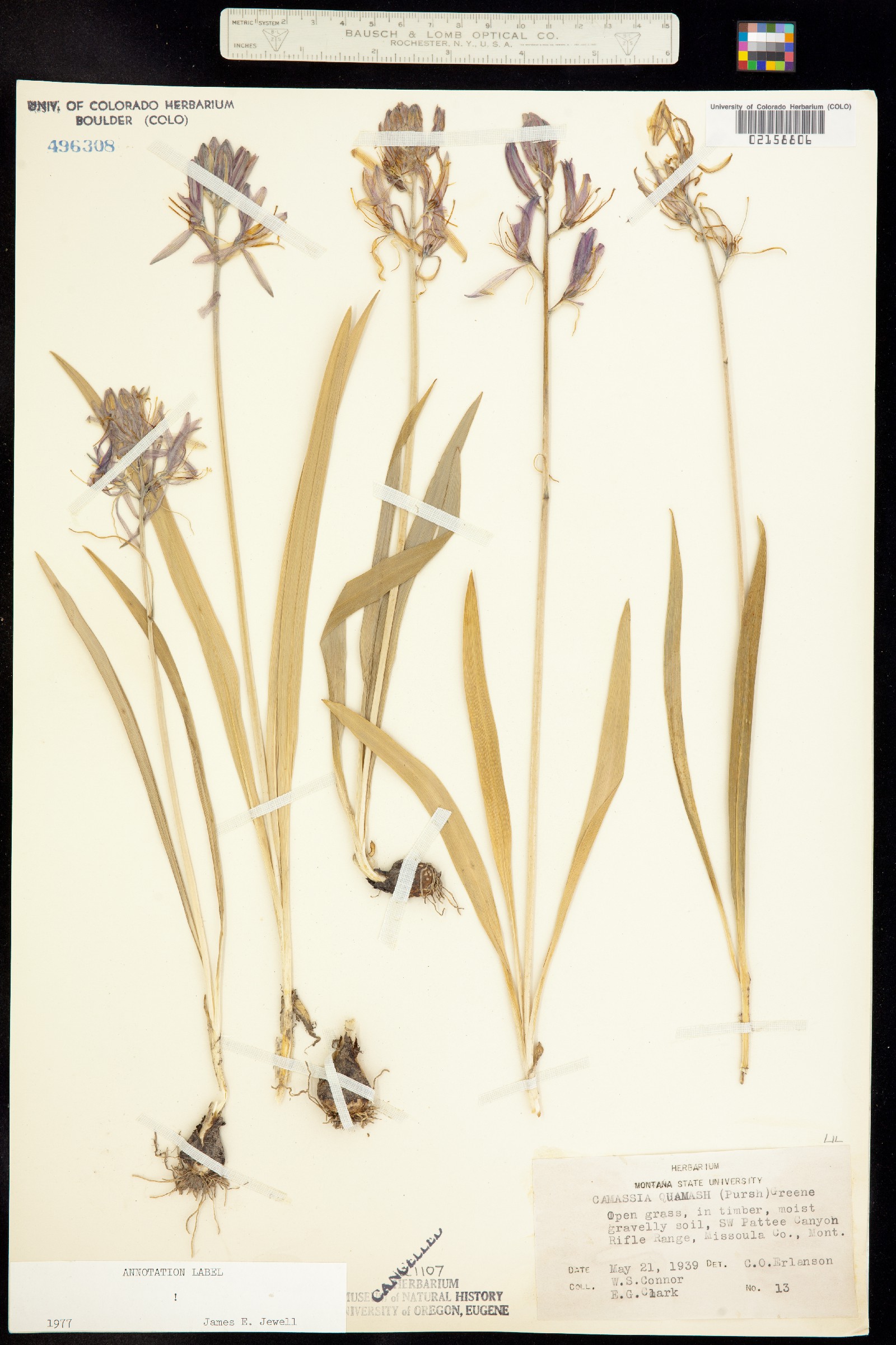 Camassia quamash image