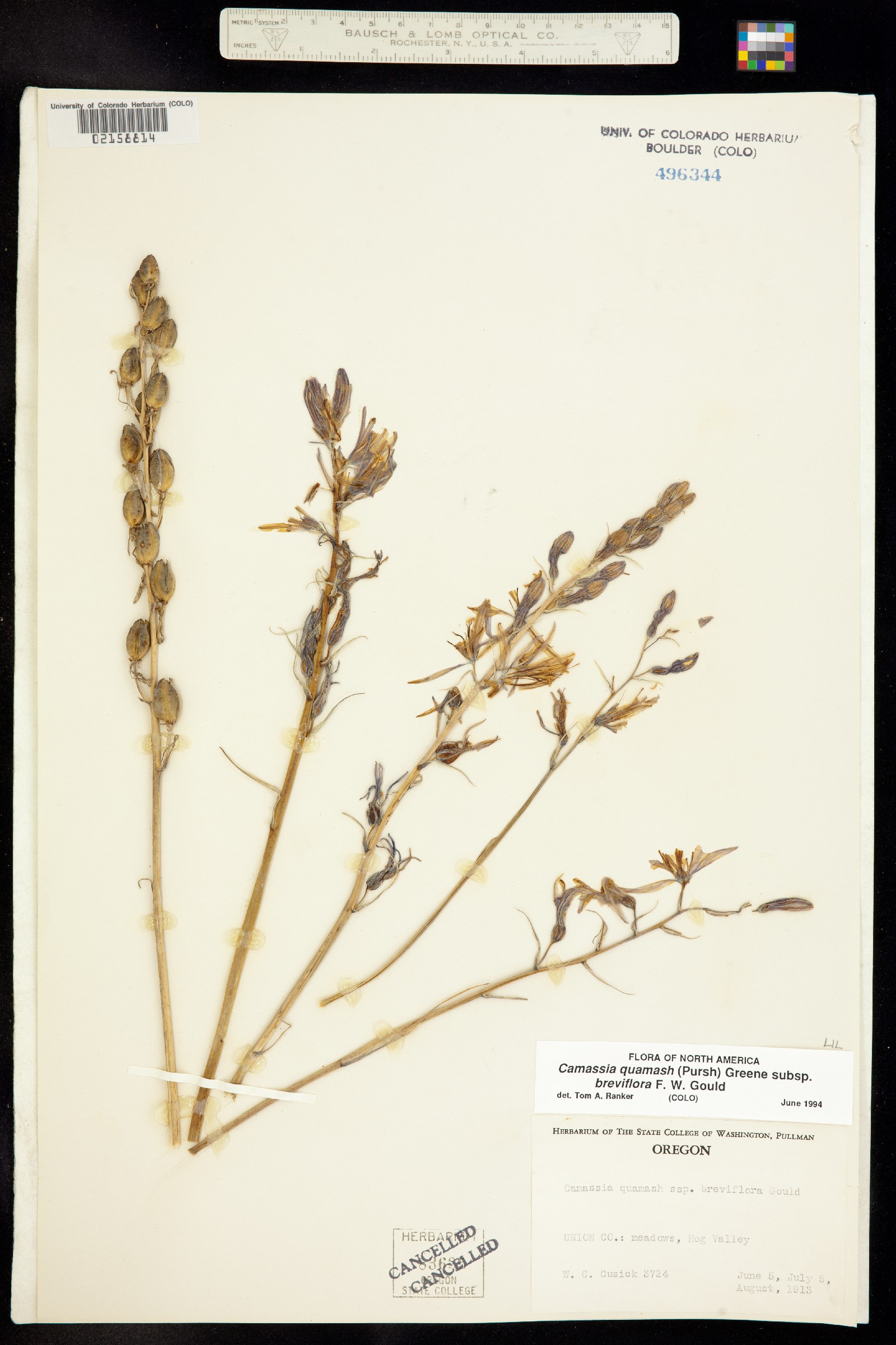 Camassia quamash image