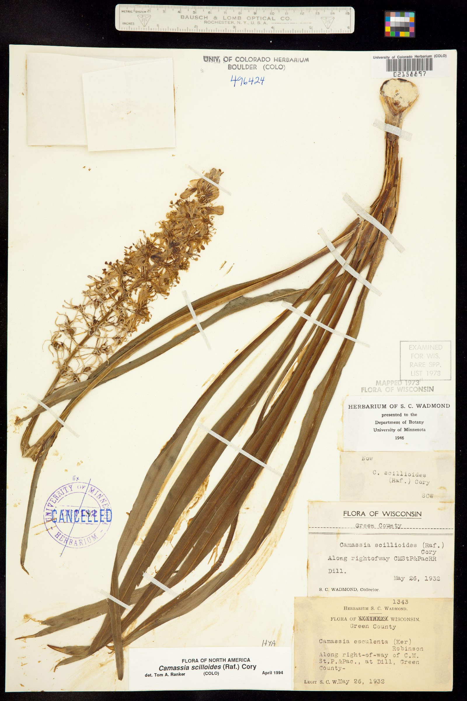 Camassia scilloides image