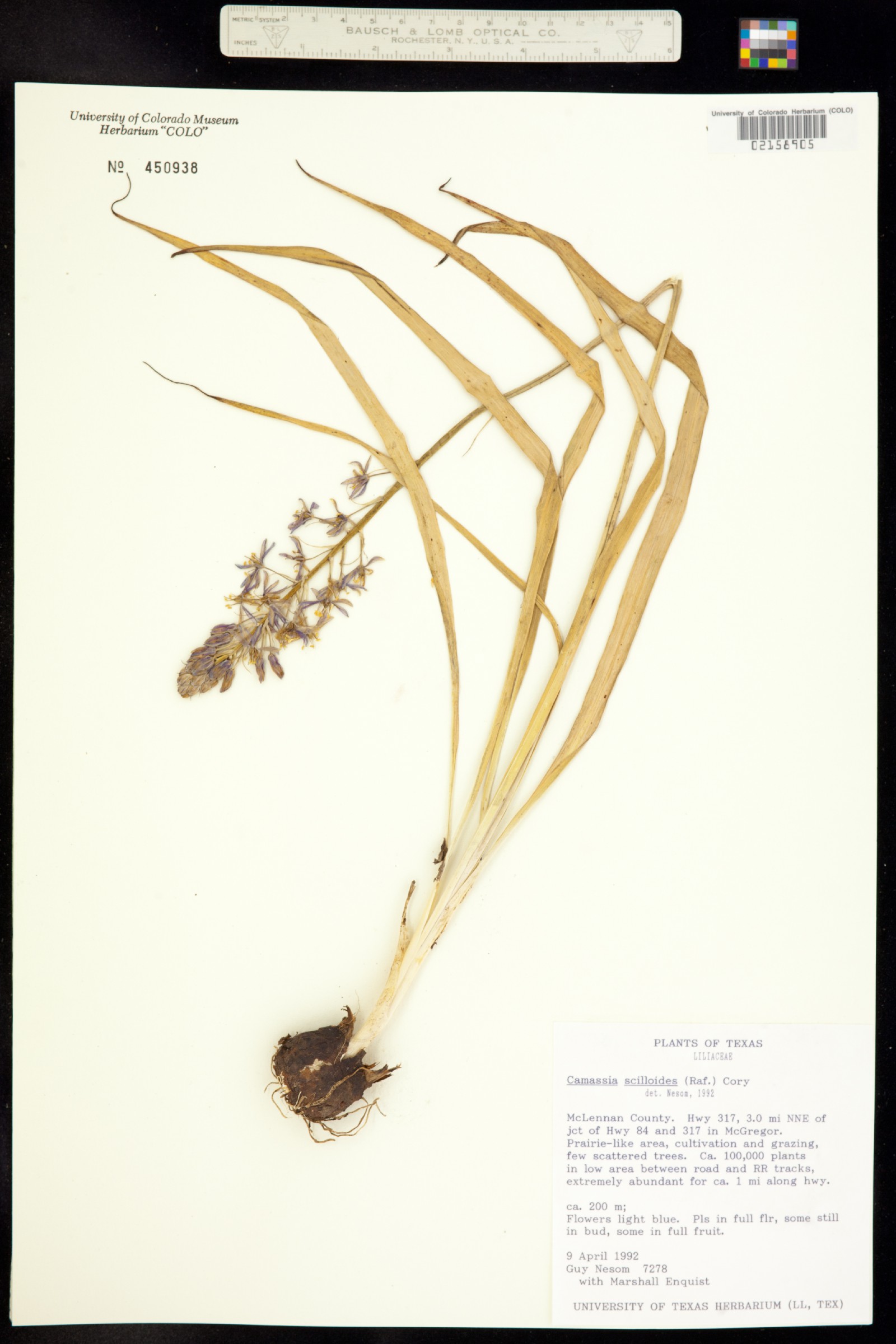 Camassia image