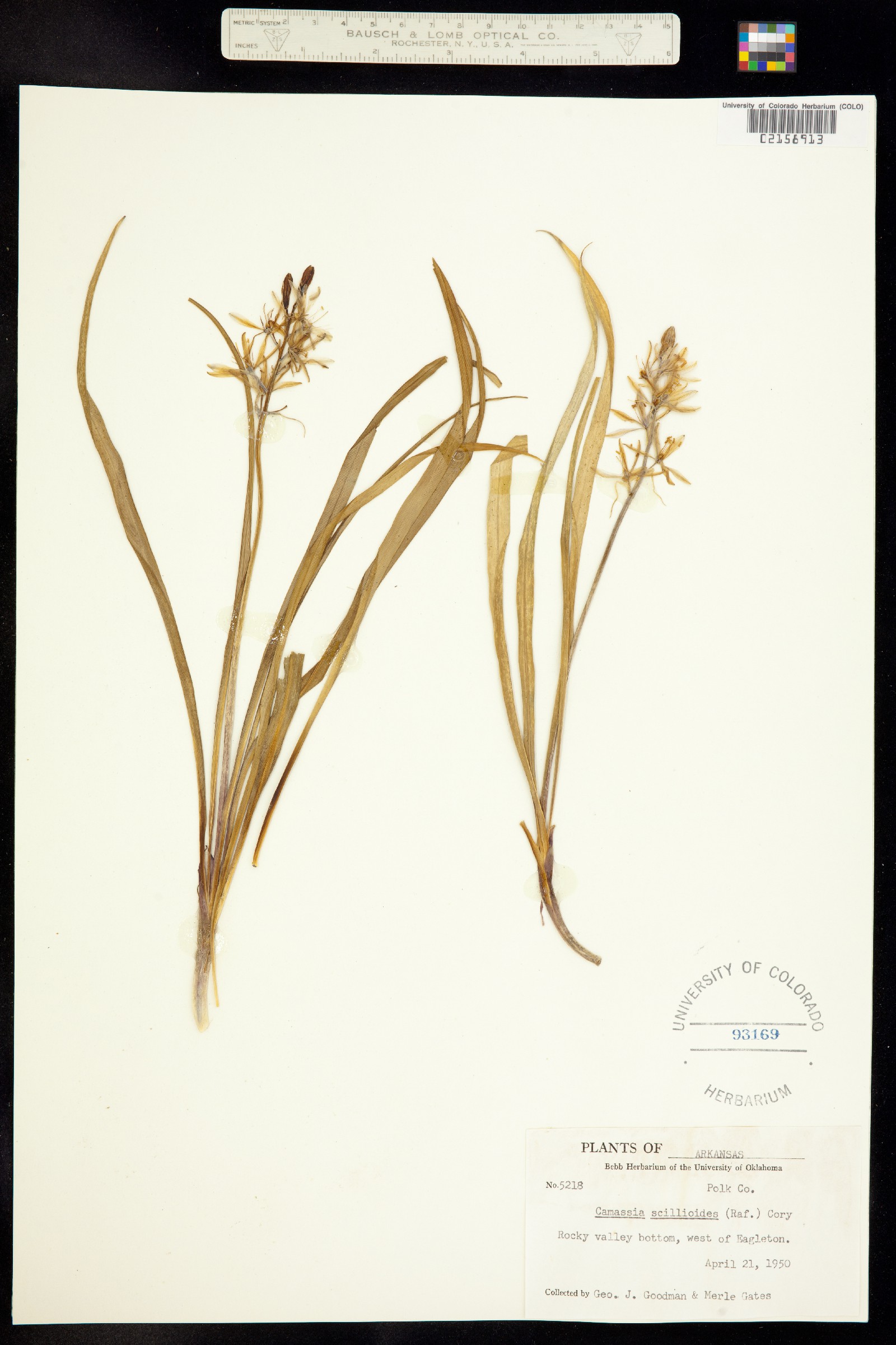 Camassia scilloides image