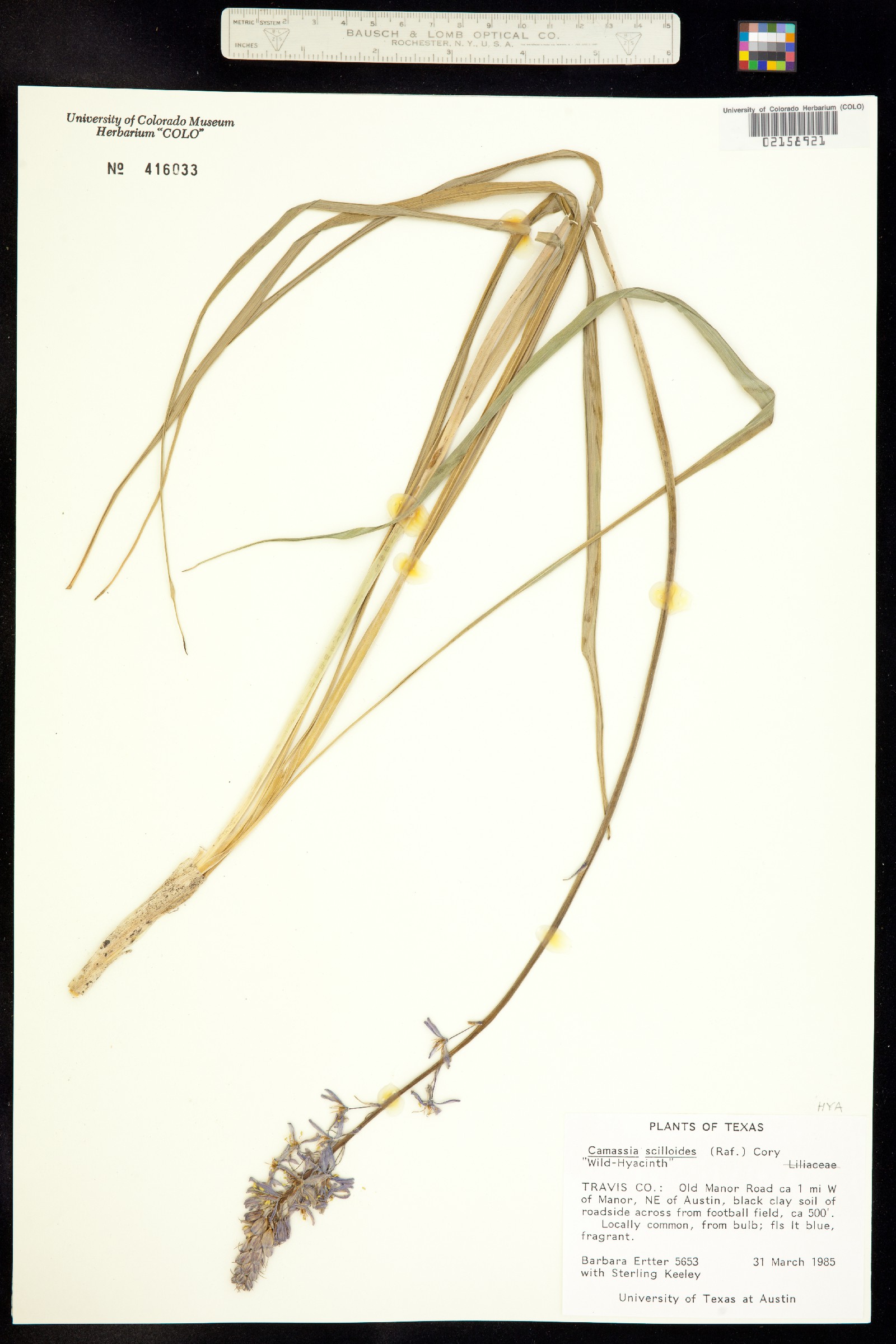 Camassia scilloides image