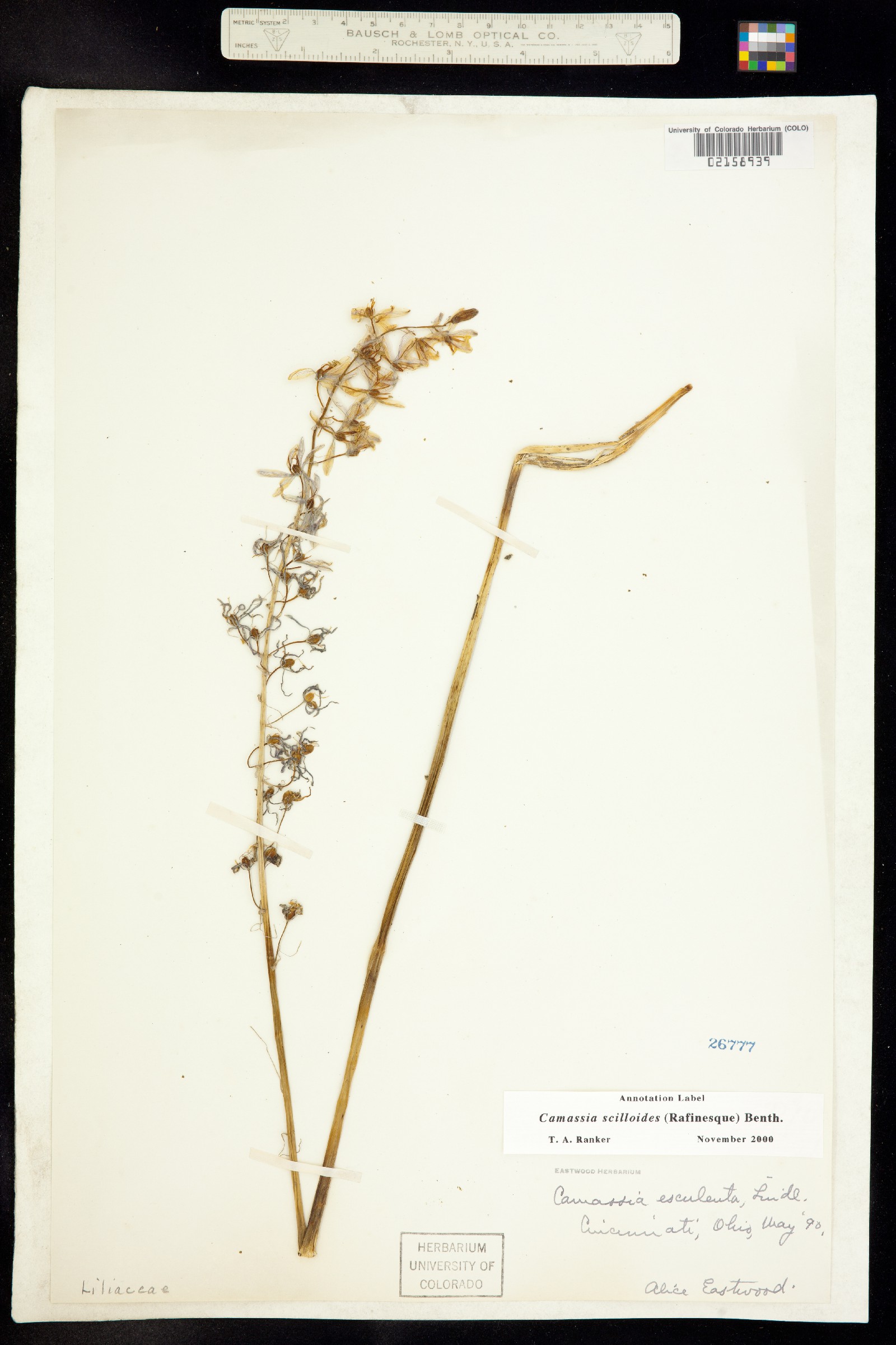 Camassia scilloides image