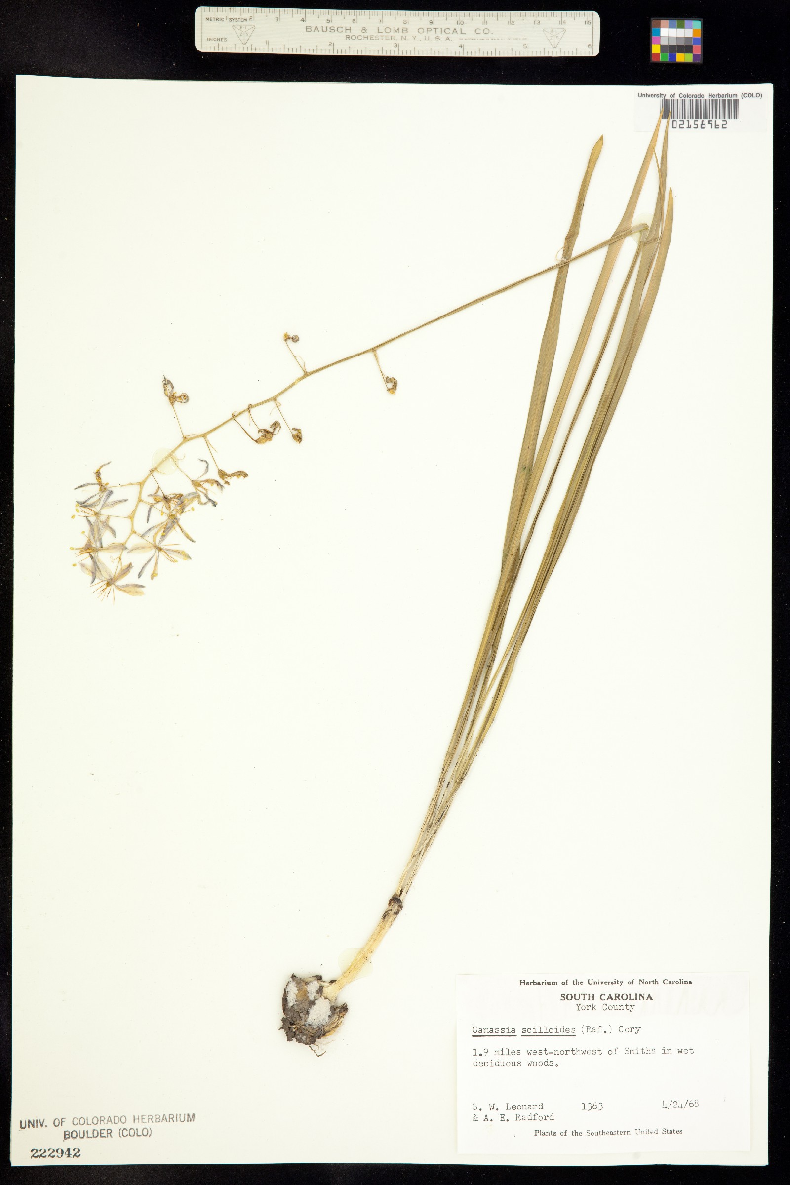 Camassia scilloides image