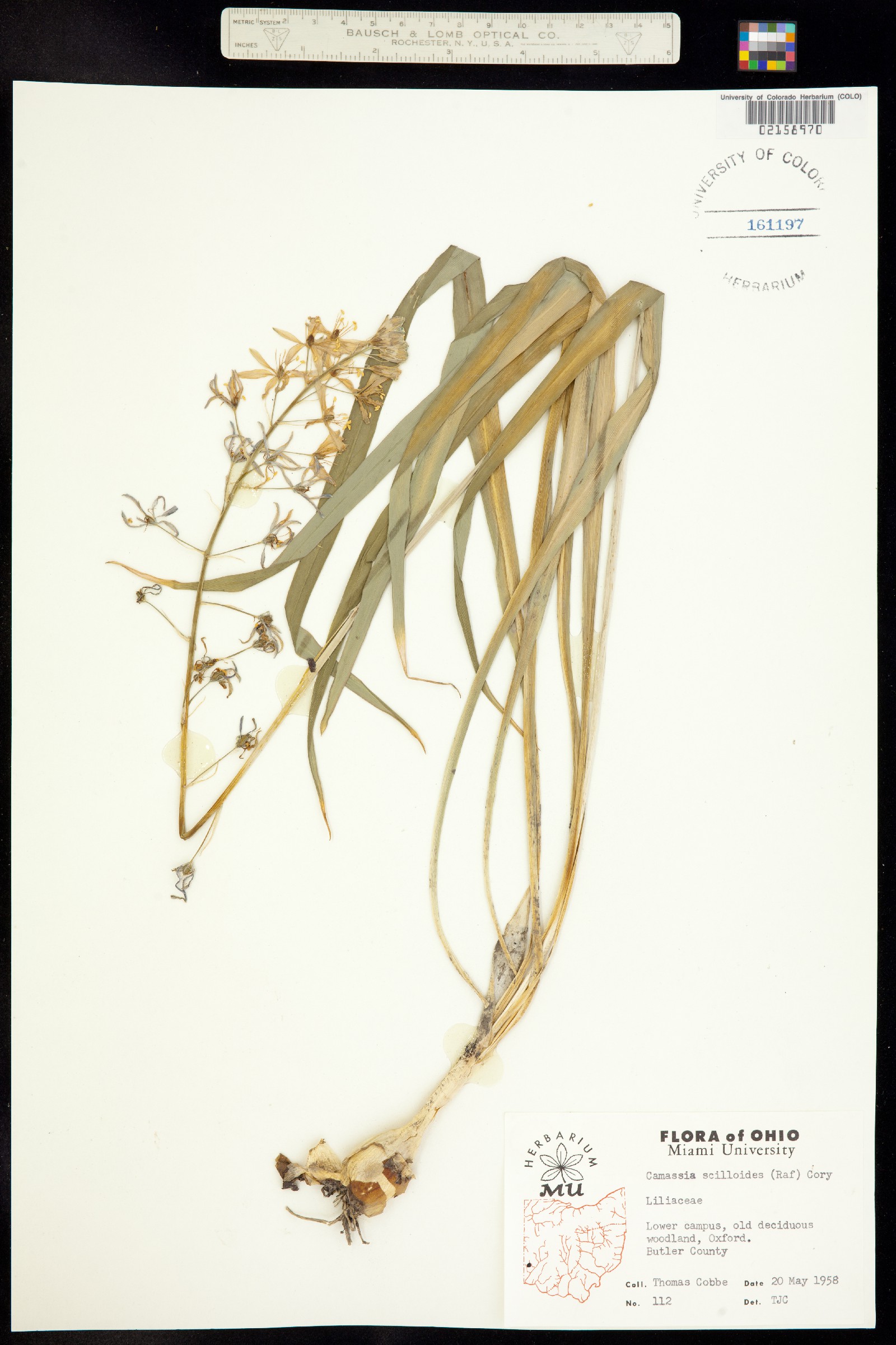 Camassia scilloides image