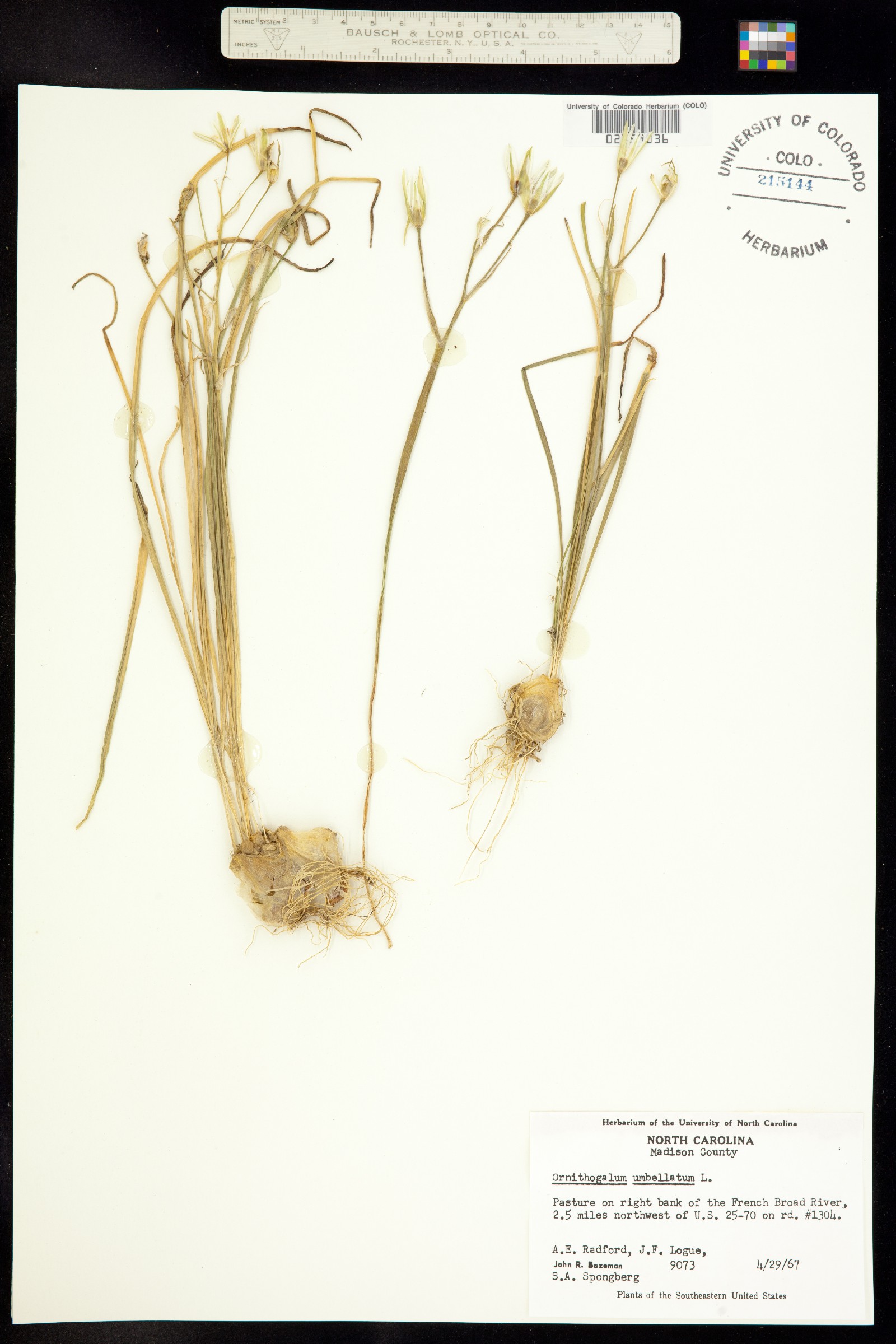 Ornithogalum umbellatum image