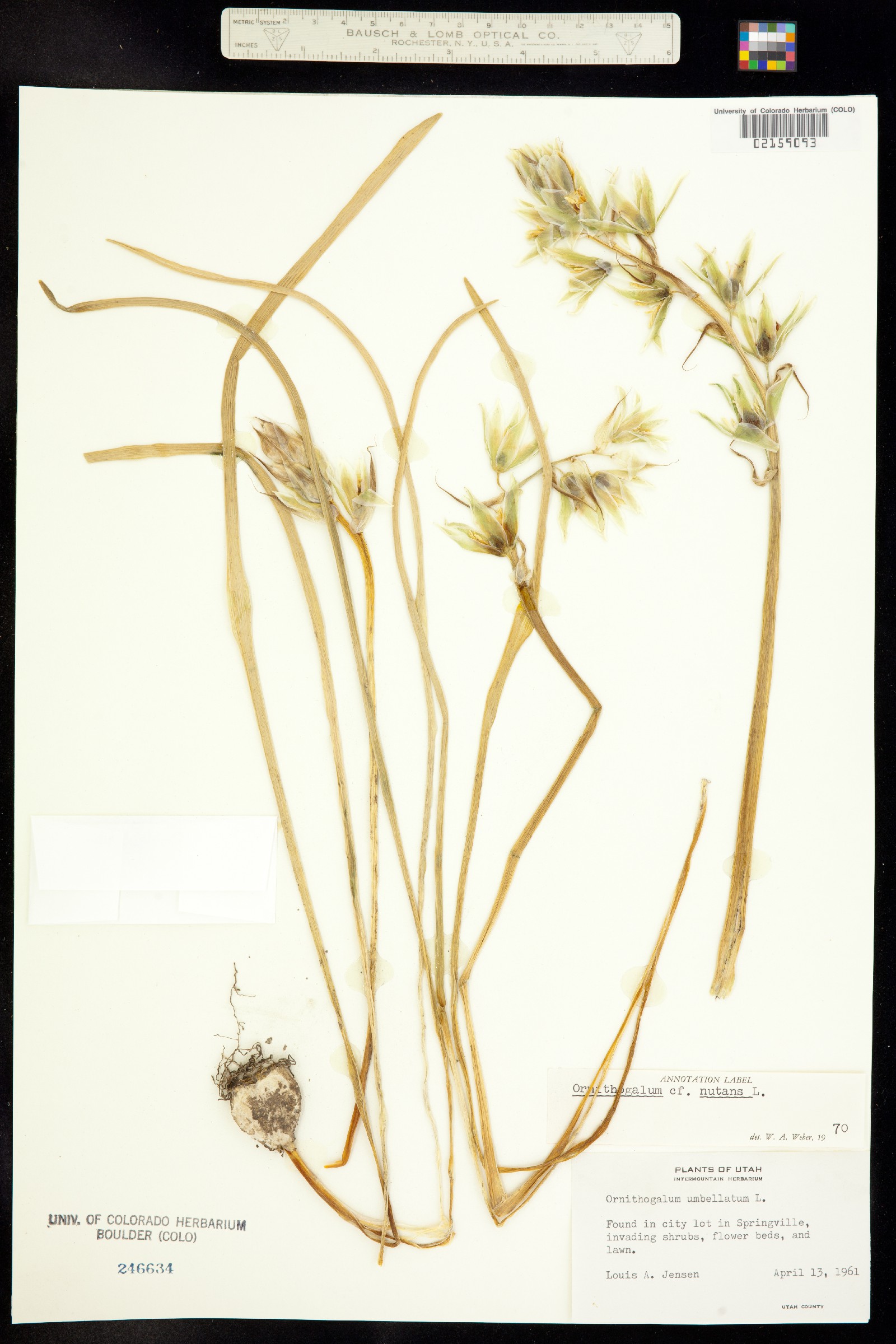 Ornithogalum image