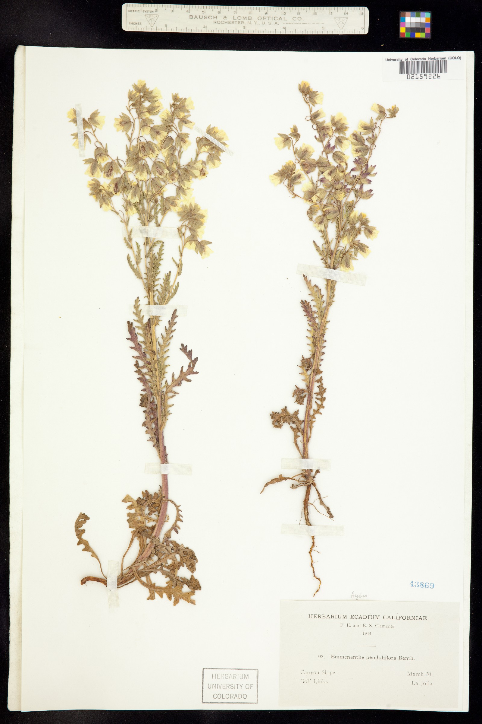 Emmenanthe penduliflora image