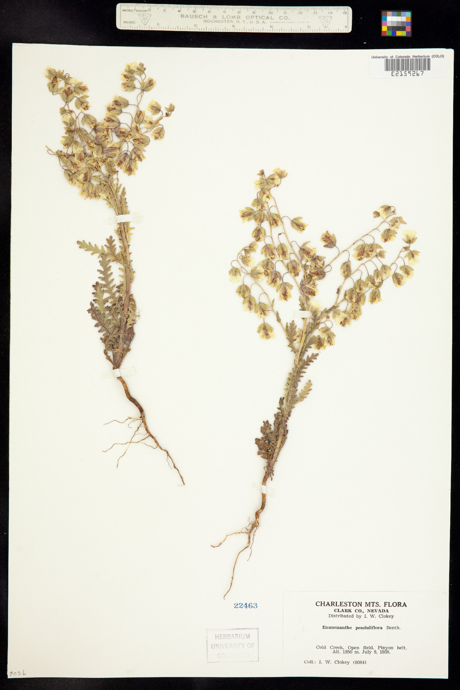 Emmenanthe image