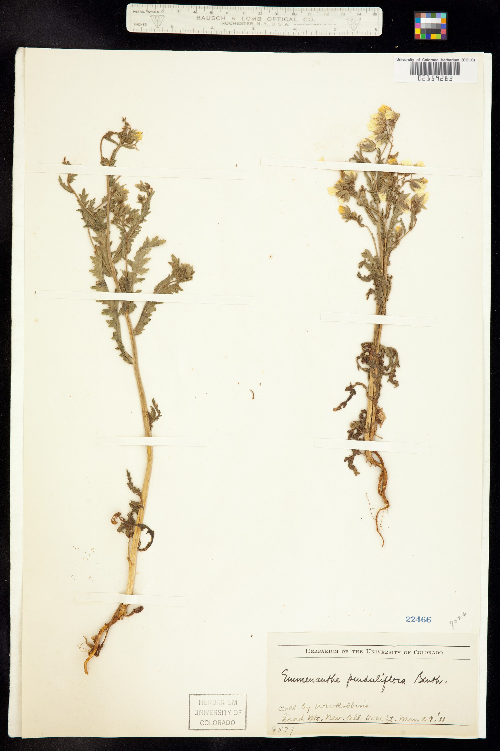 Emmenanthe penduliflora image